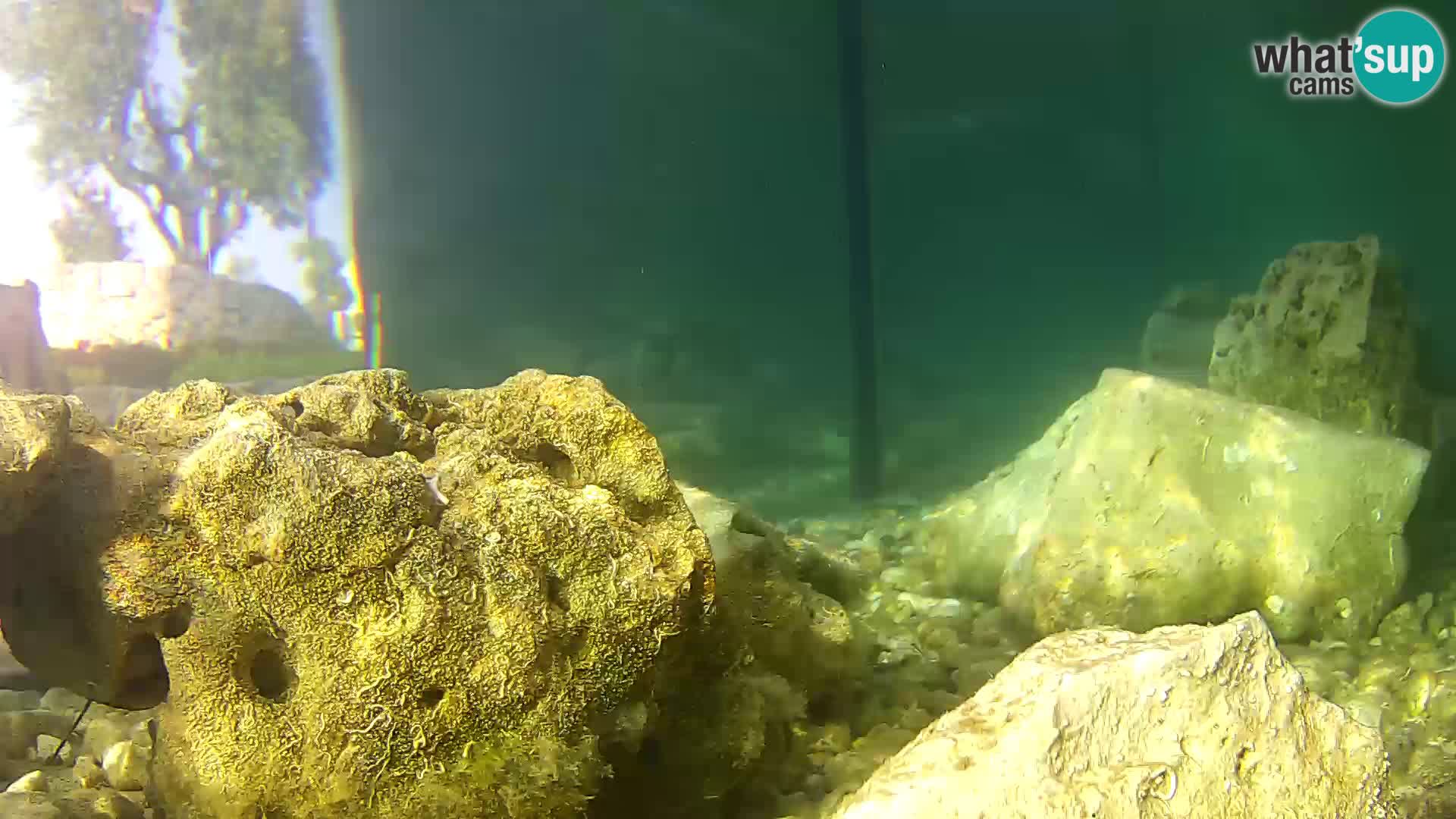 Marine Aquarium im Freien Rogoznica webcam Kroatien