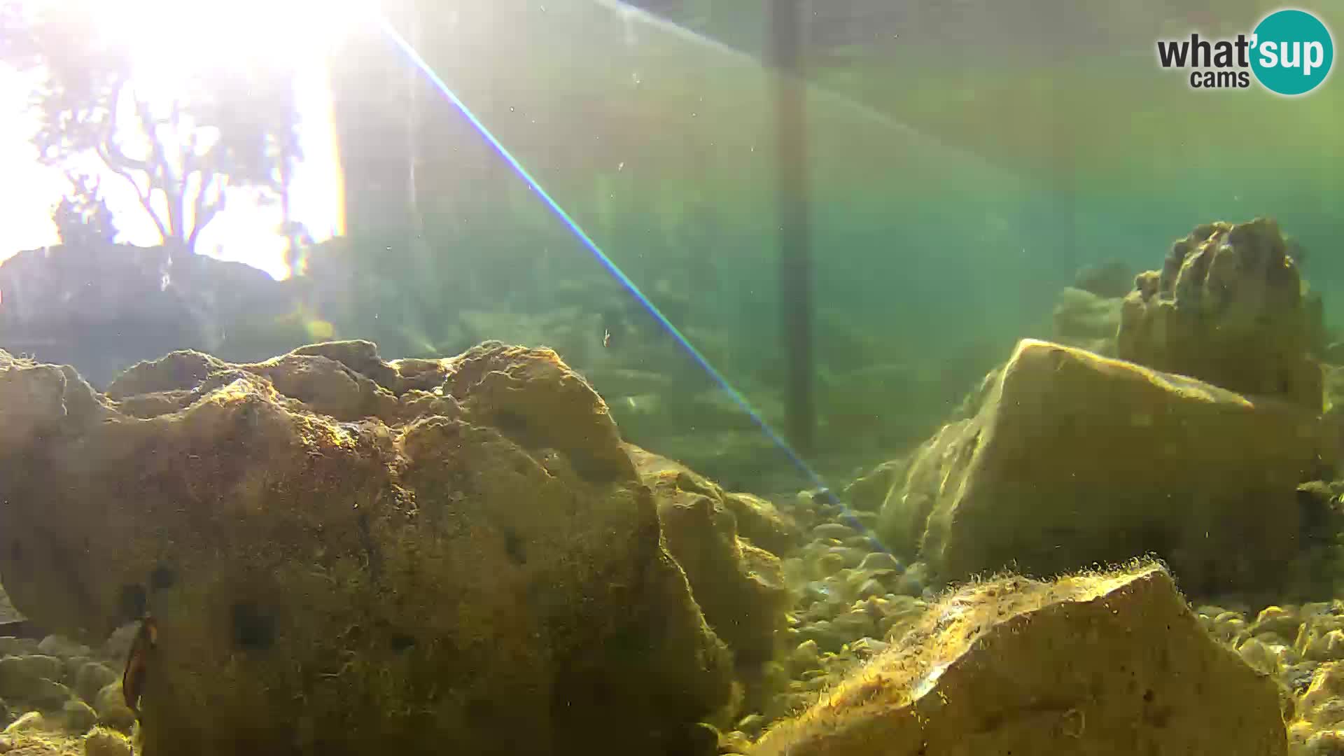 Marine Aquarium im Freien Rogoznica webcam Kroatien