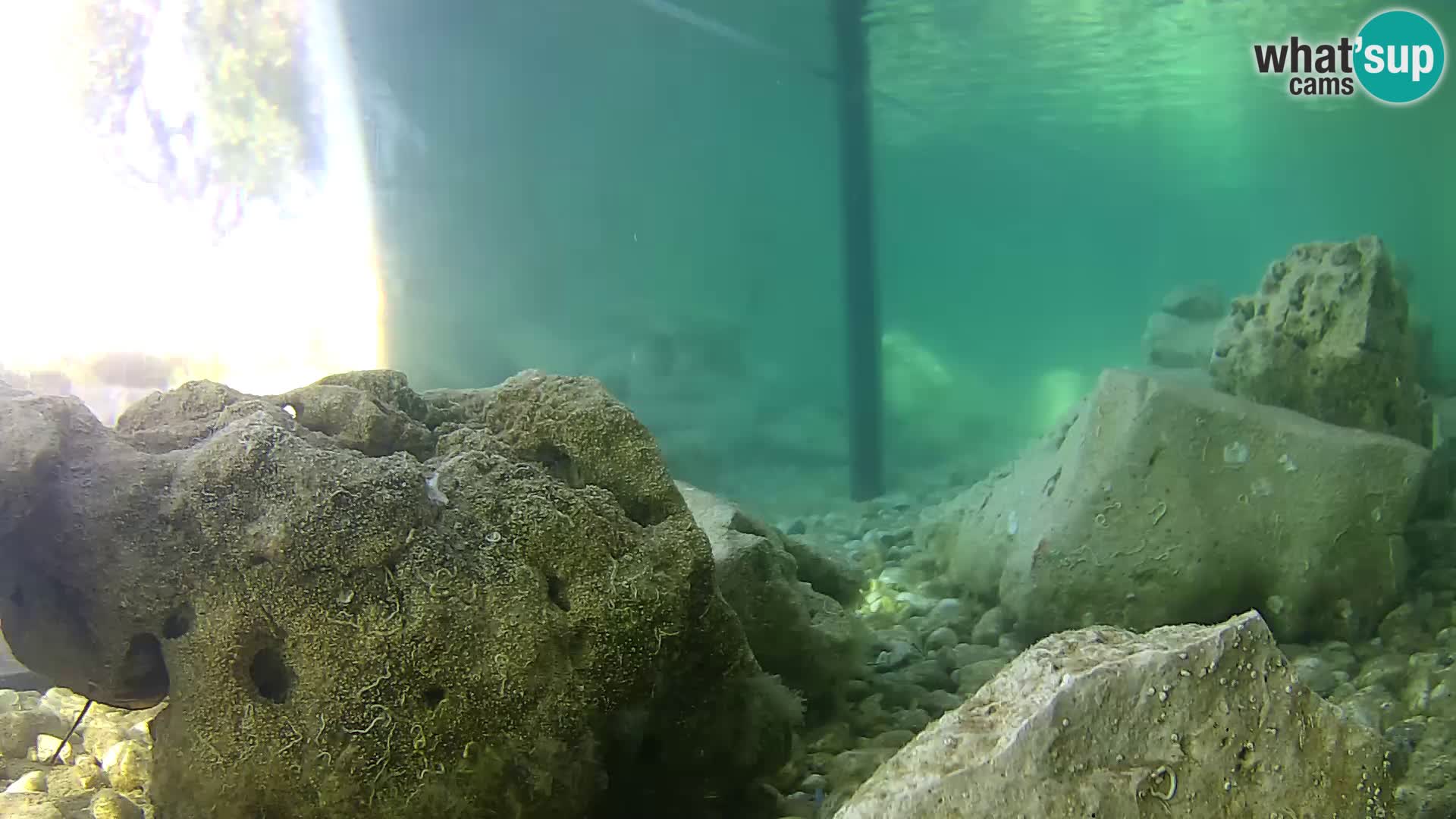 Acuario marino al aire libre Rogoznica webcam Croacia