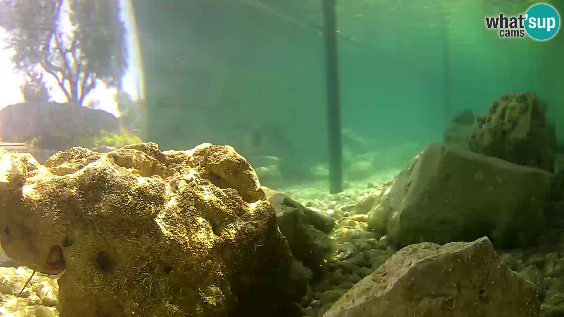 Aquario marino esterno – Rogoznica livecam Croazia