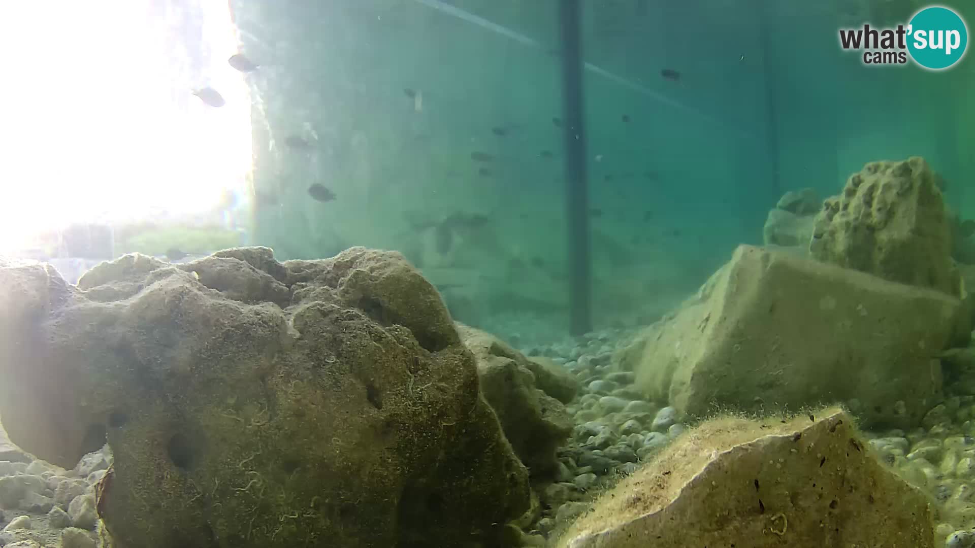 Acuario marino al aire libre Rogoznica webcam Croacia
