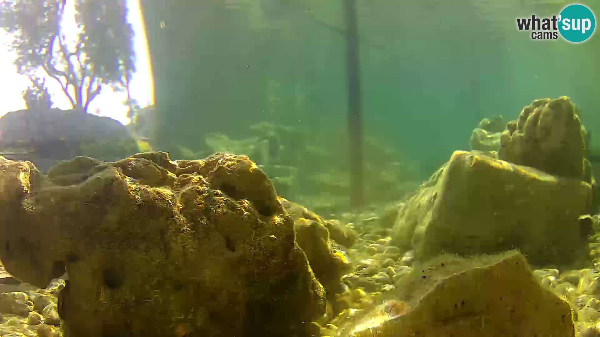 Aquario marino esterno –  Rogoznica livecam Croazia