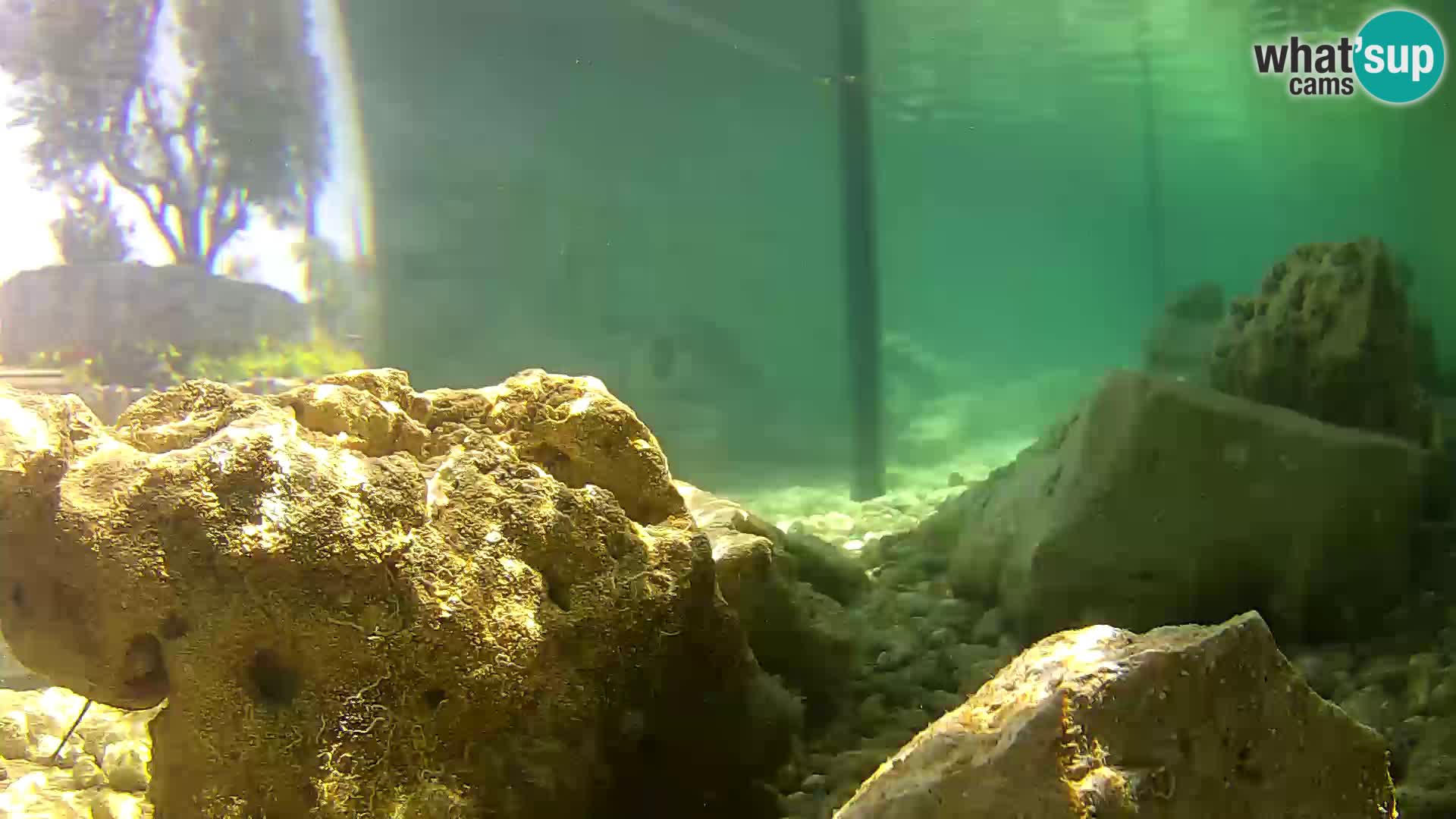 Webcam de l’aquarium marin extérieur de Rogoznica Croatie
