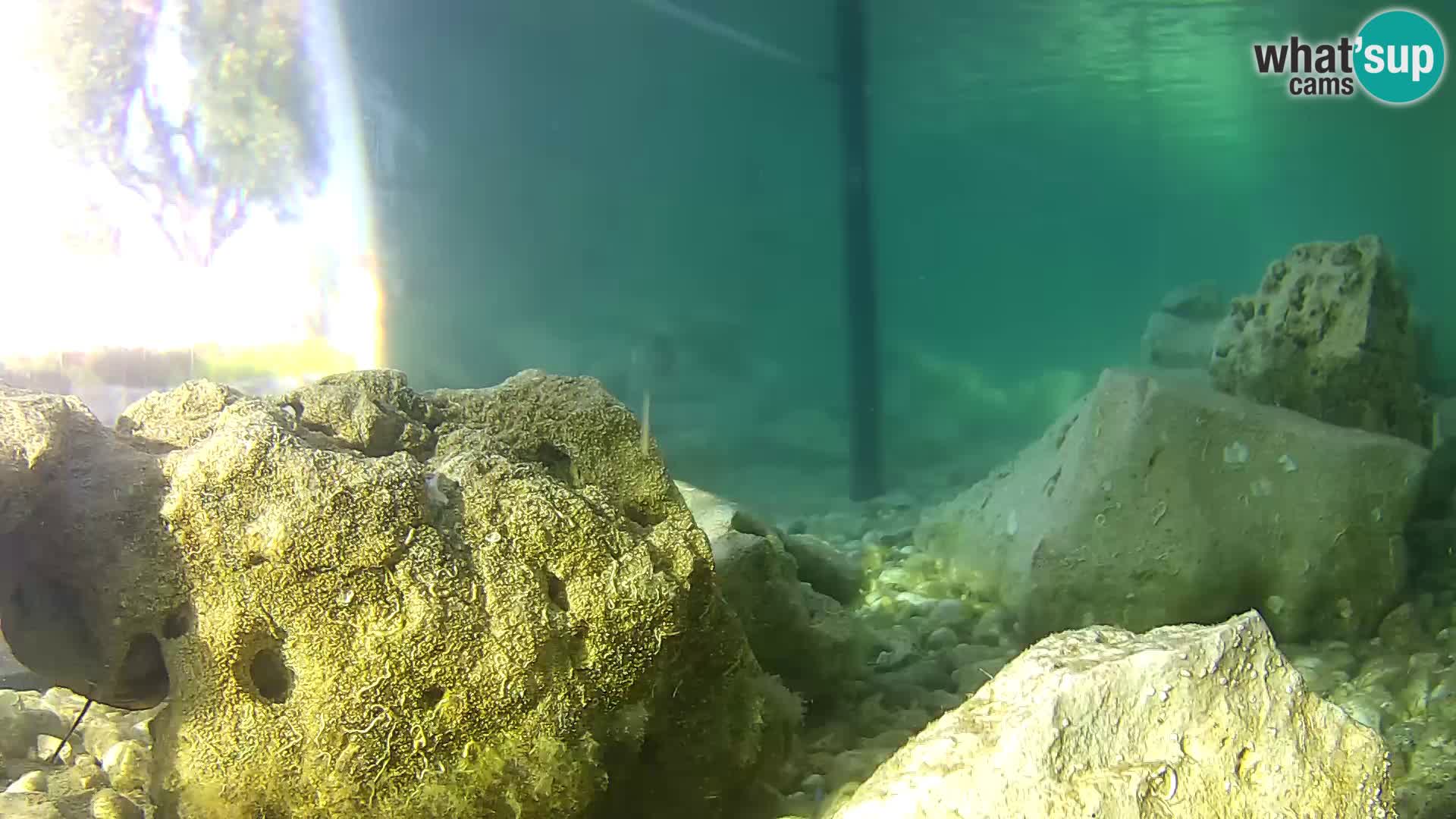 Webcam de l’aquarium marin extérieur de Rogoznica Croatie