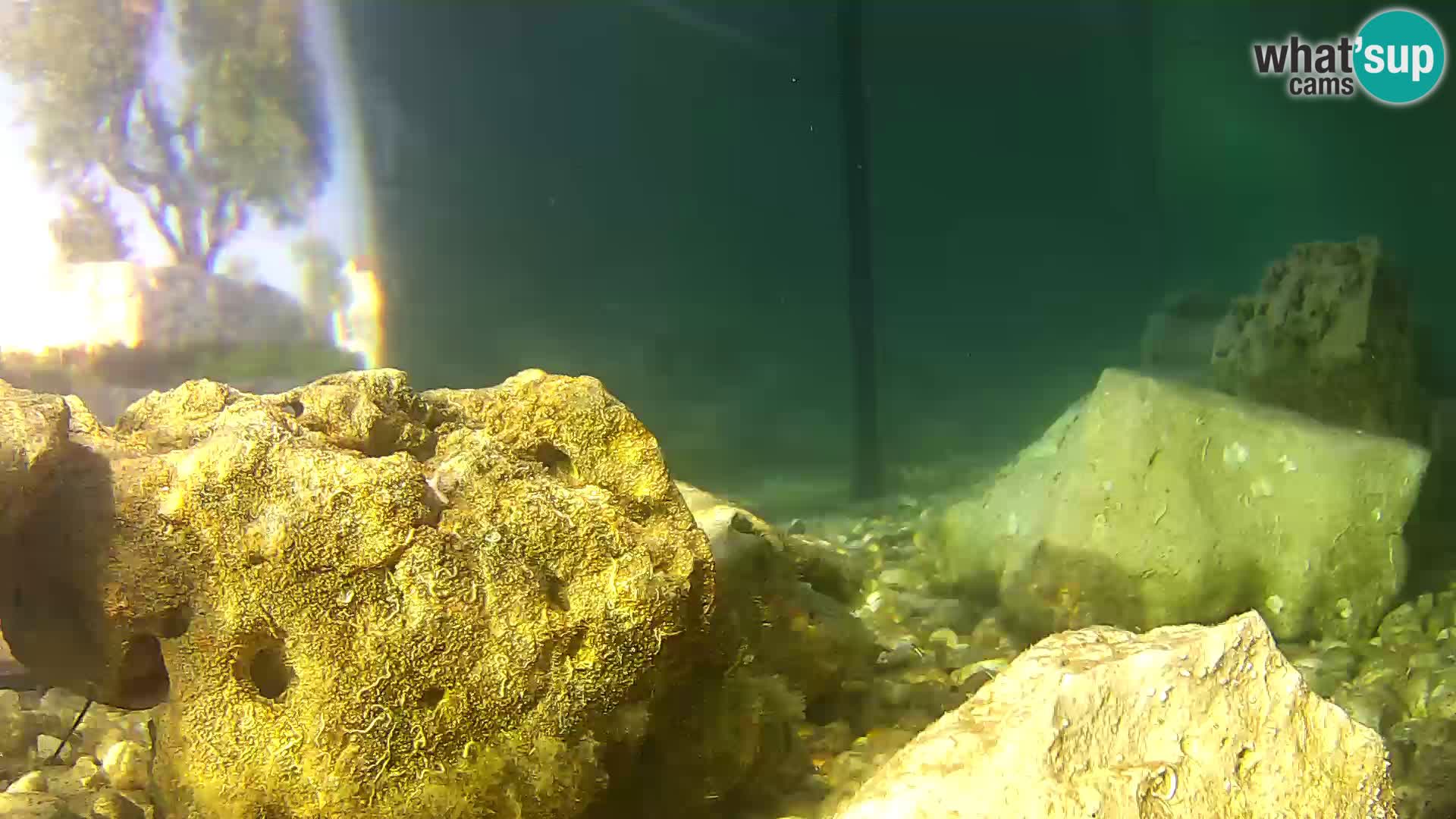 Acuario marino al aire libre Rogoznica webcam Croacia