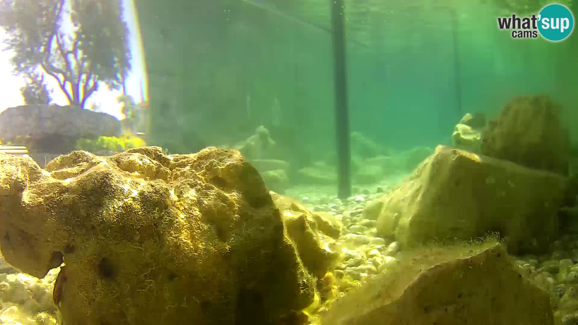 Acuario marino al aire libre Rogoznica webcam Croacia