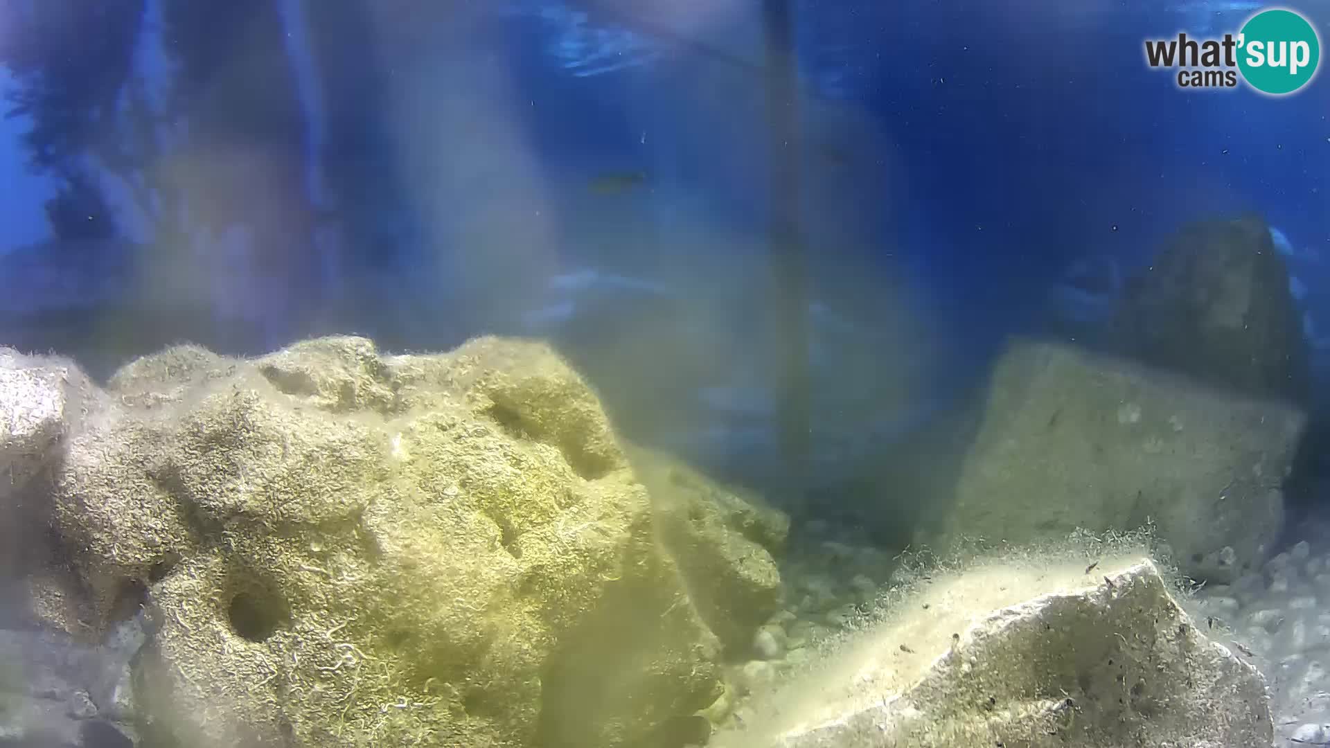 Webcam de l’aquarium marin extérieur de Rogoznica Croatie
