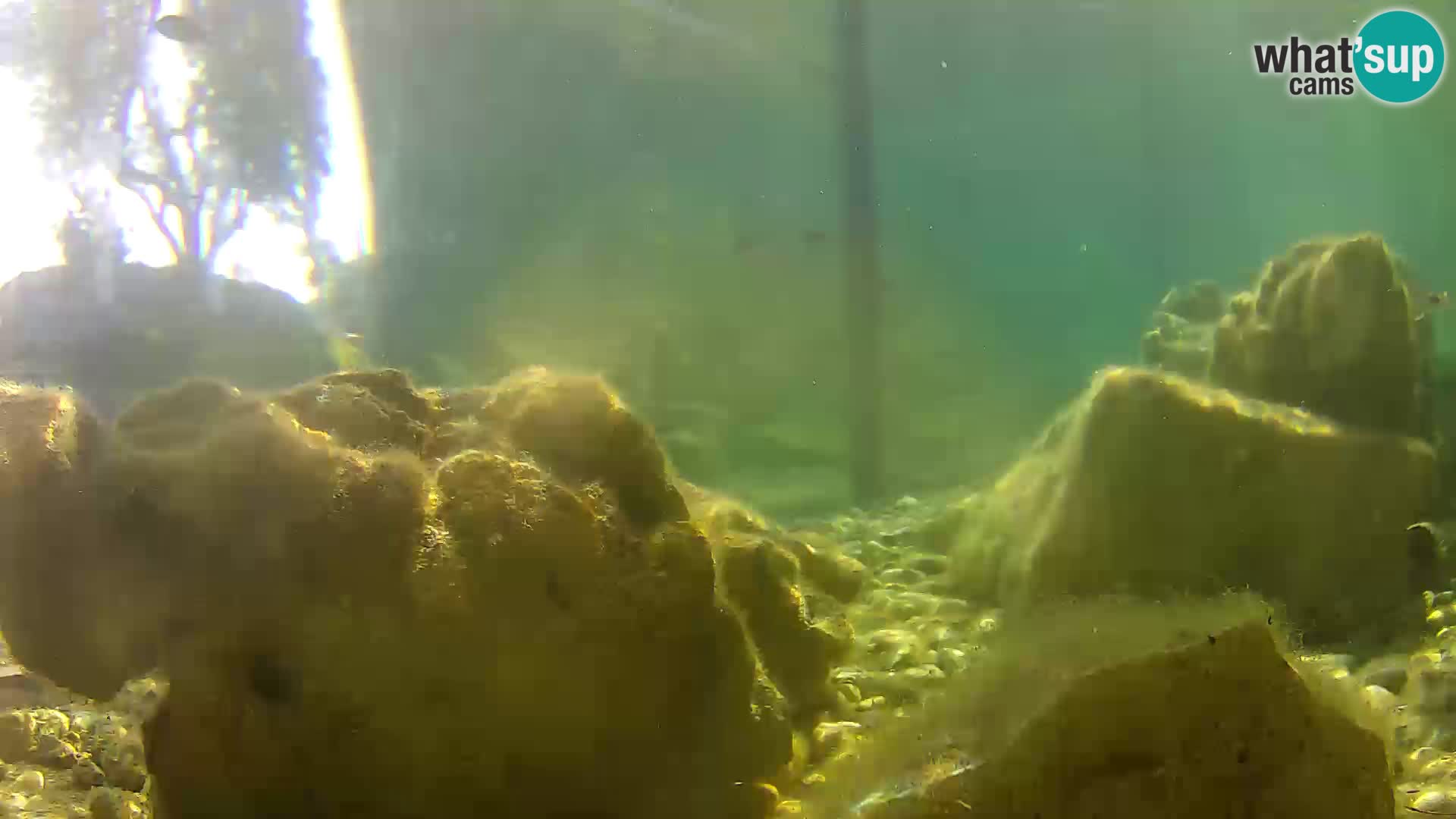 Acuario marino al aire libre Rogoznica webcam Croacia