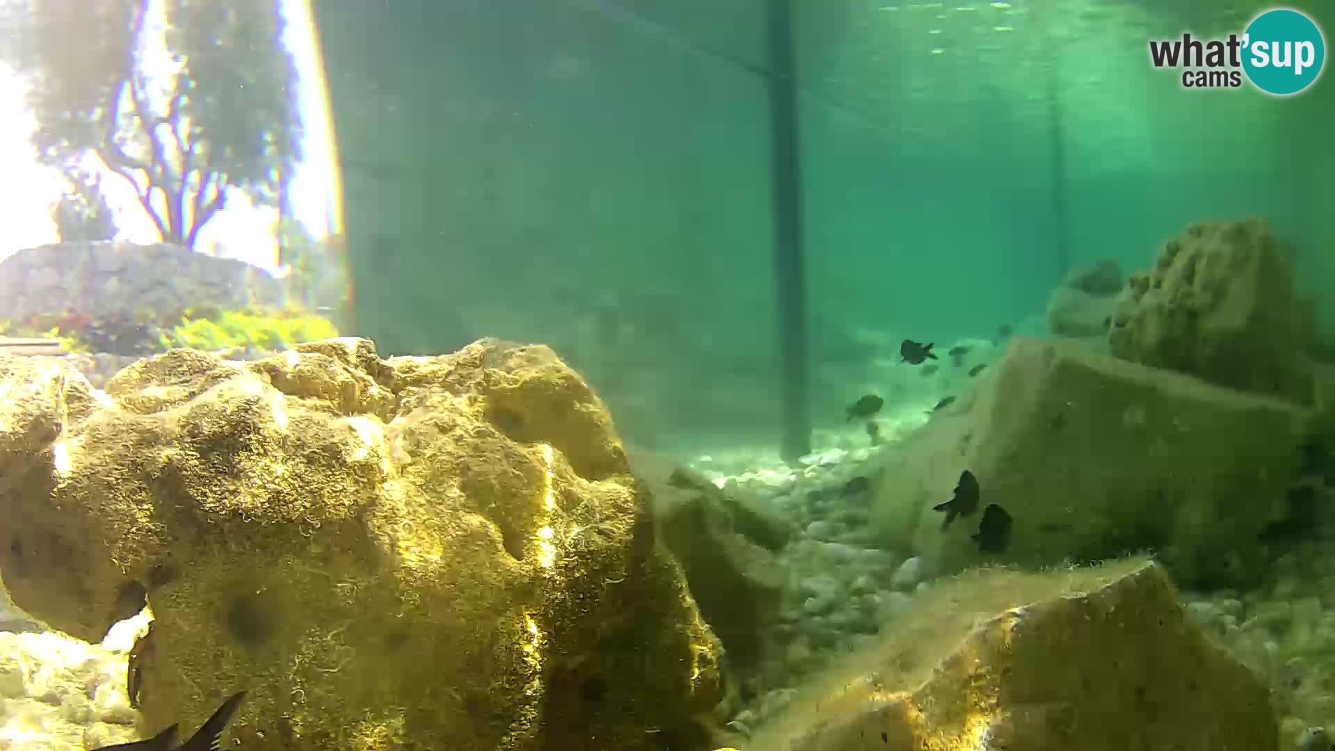 Aquario marino esterno –  Rogoznica livecam Croazia
