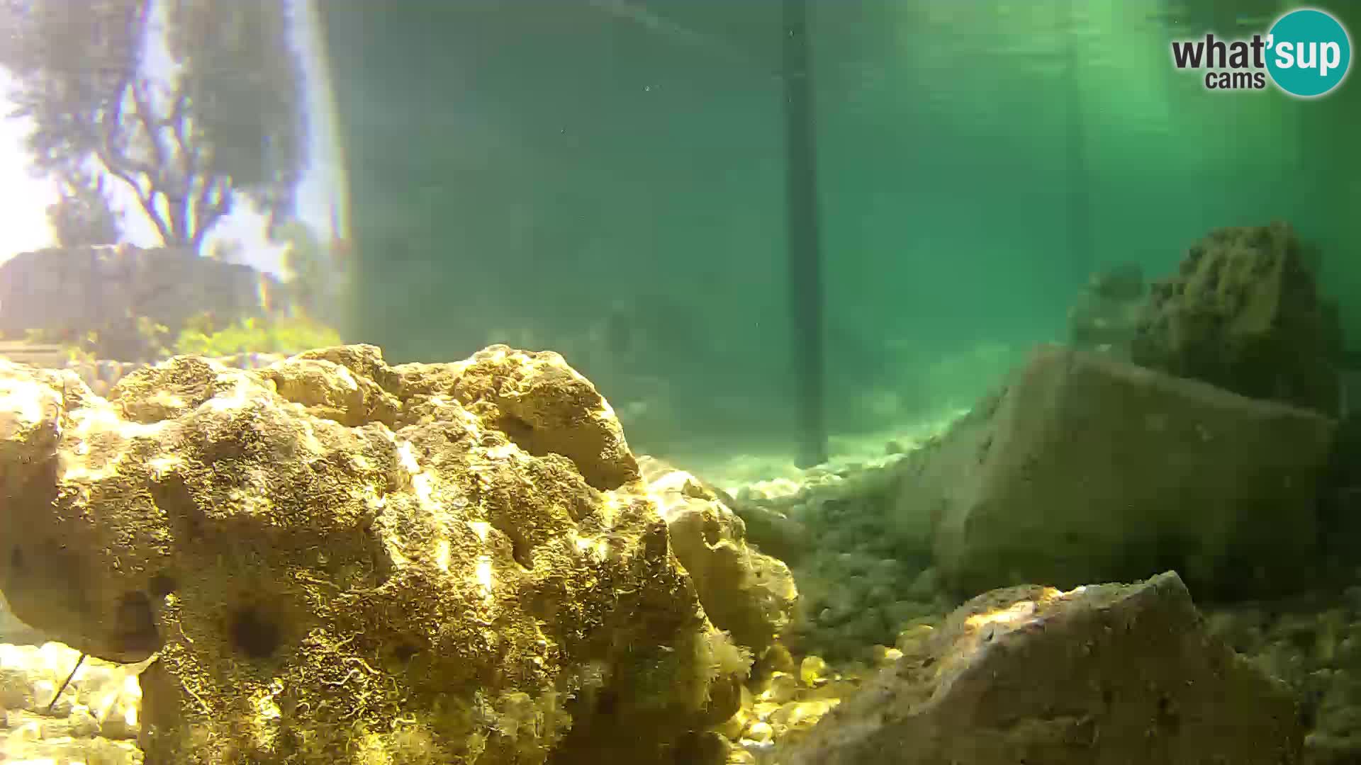 Aquario marino esterno –  Rogoznica livecam Croazia