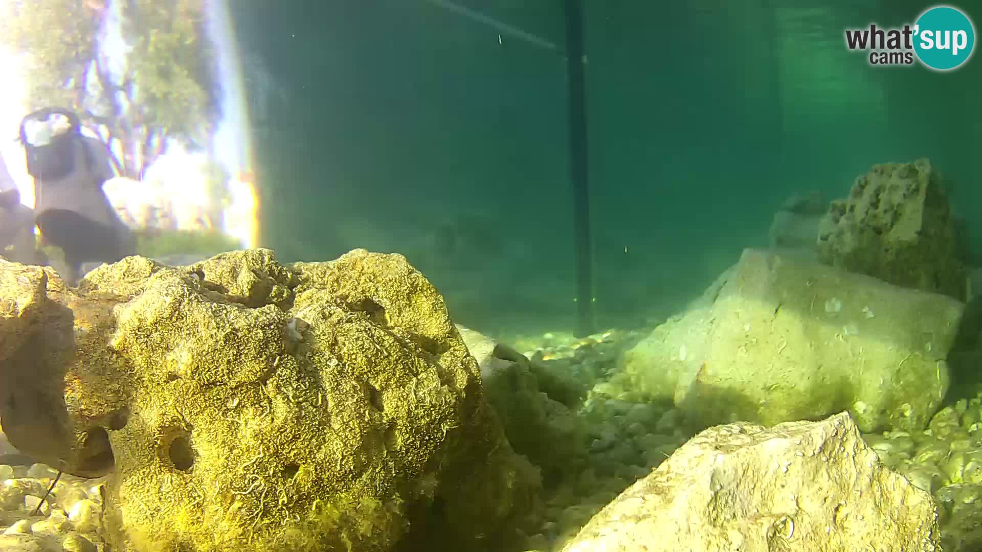 Acuario marino al aire libre Rogoznica webcam Croacia