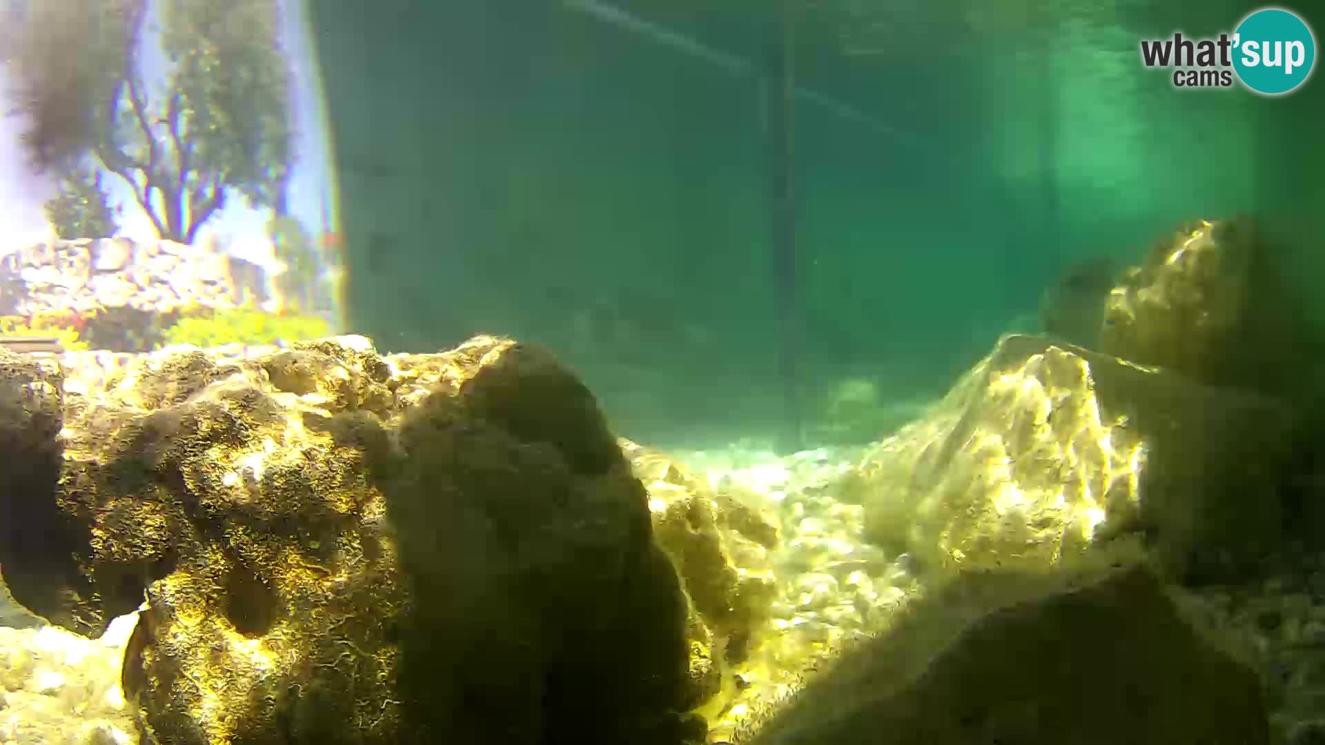 Outdoor Marine Aquarium Rogoznica webcam Croatia