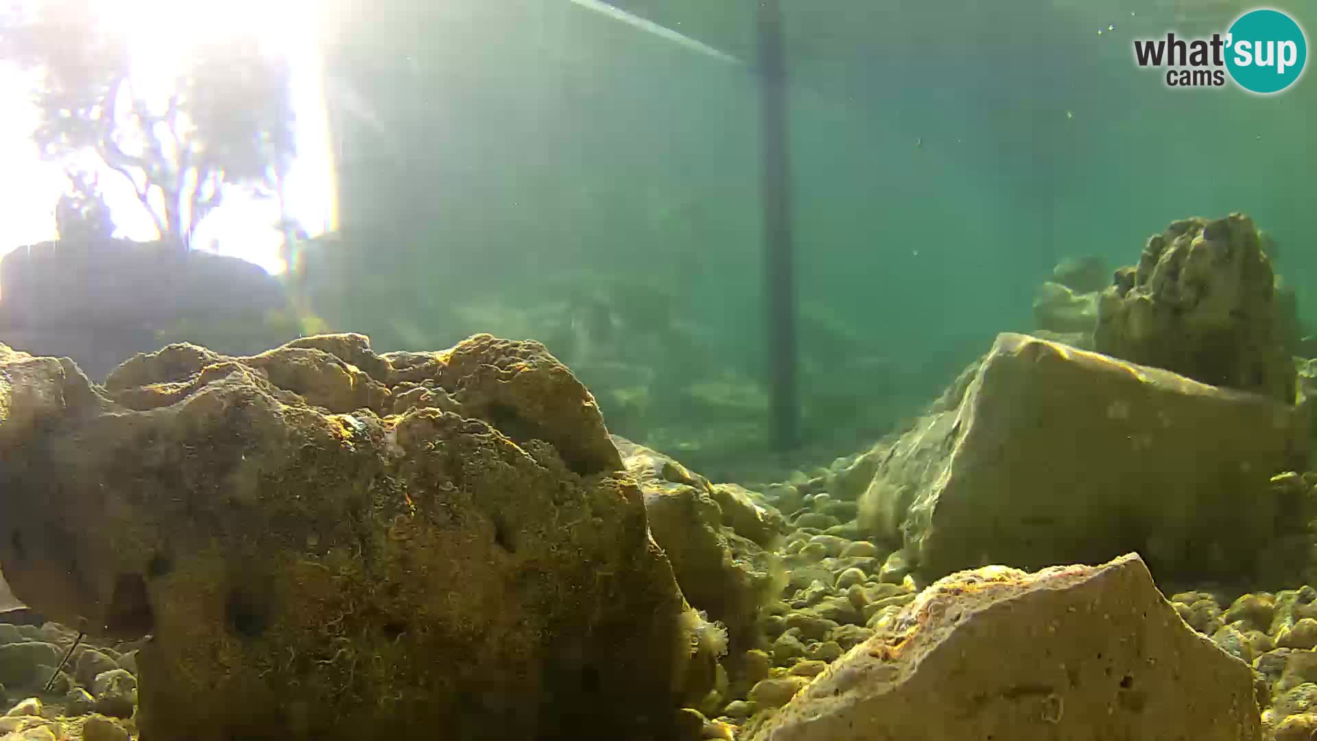 Outdoor Marine Aquarium Rogoznica webcam Croatia