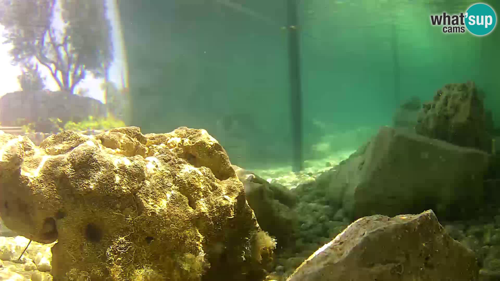 Webcam de l’aquarium marin extérieur de Rogoznica Croatie
