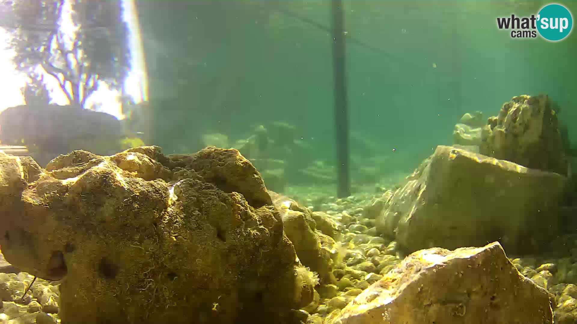 Acuario marino al aire libre Rogoznica webcam Croacia