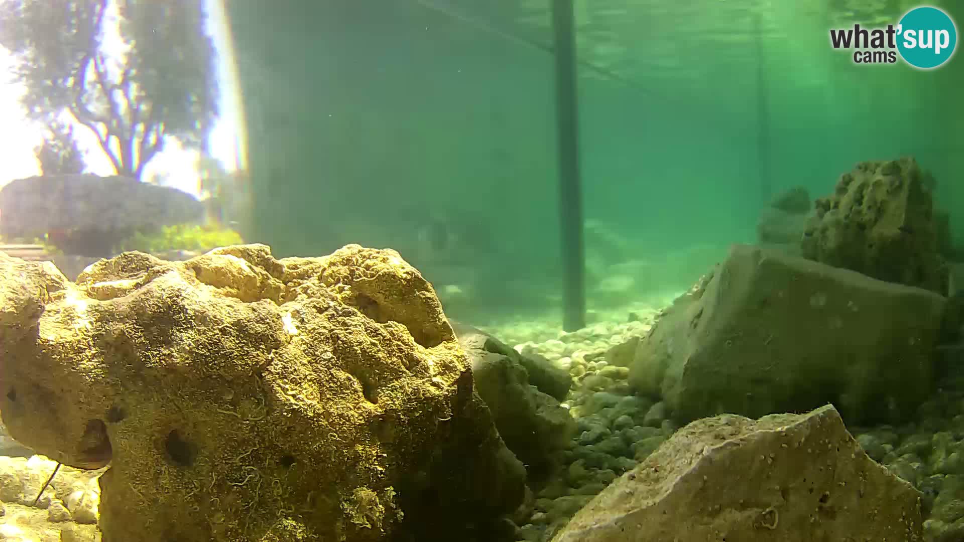 Webcam de l’aquarium marin extérieur de Rogoznica Croatie