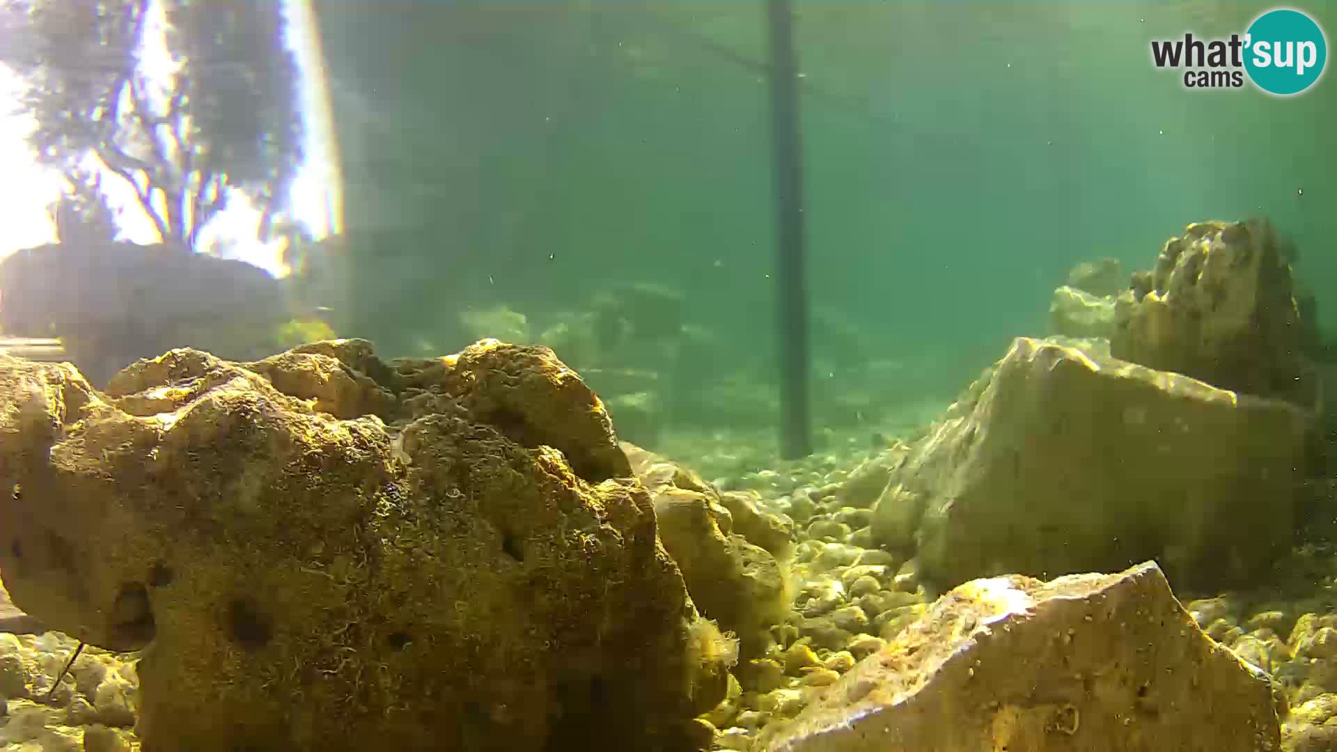 Marine Aquarium im Freien Rogoznica webcam Kroatien