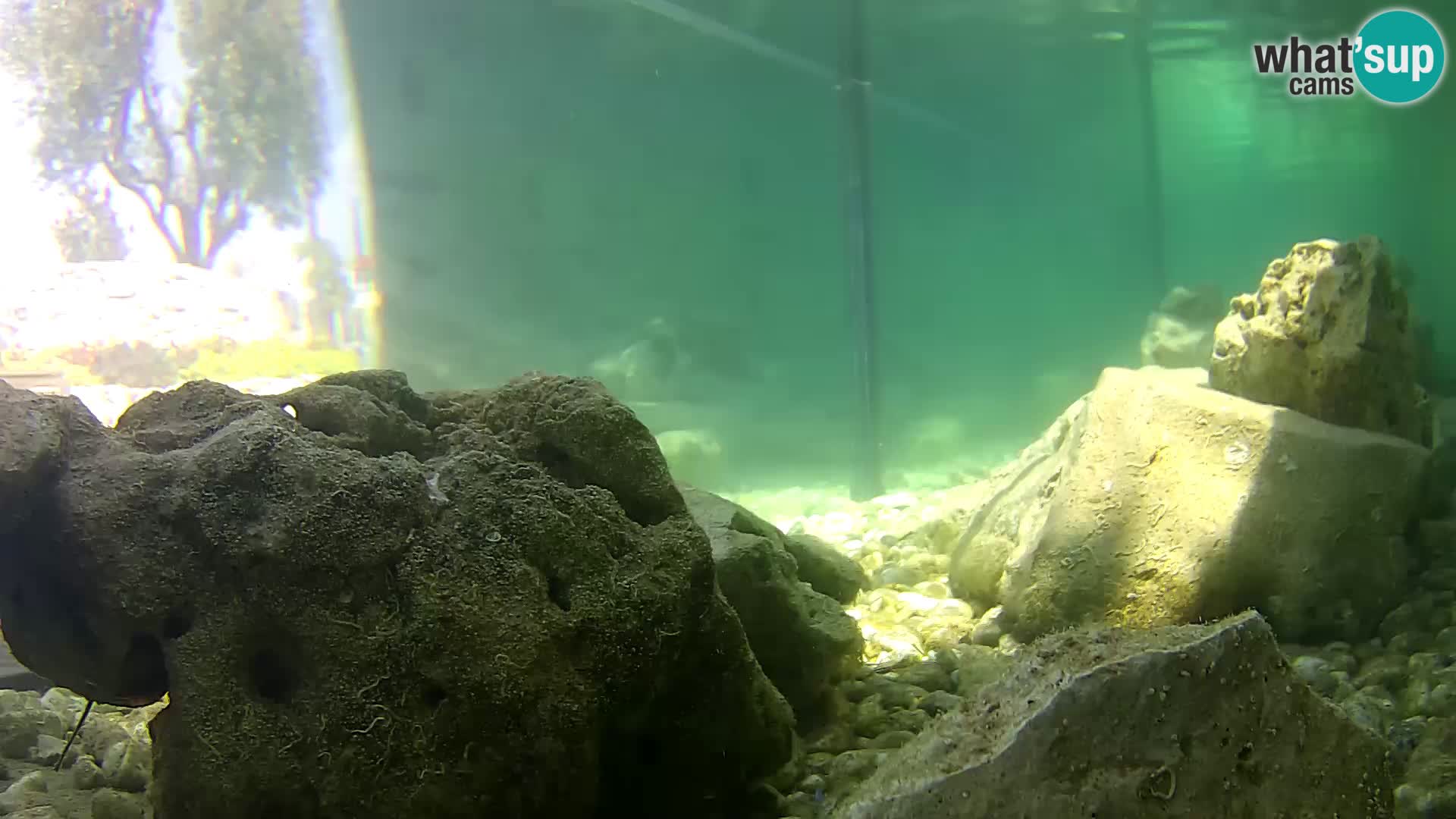 Webcam de l’aquarium marin extérieur de Rogoznica Croatie