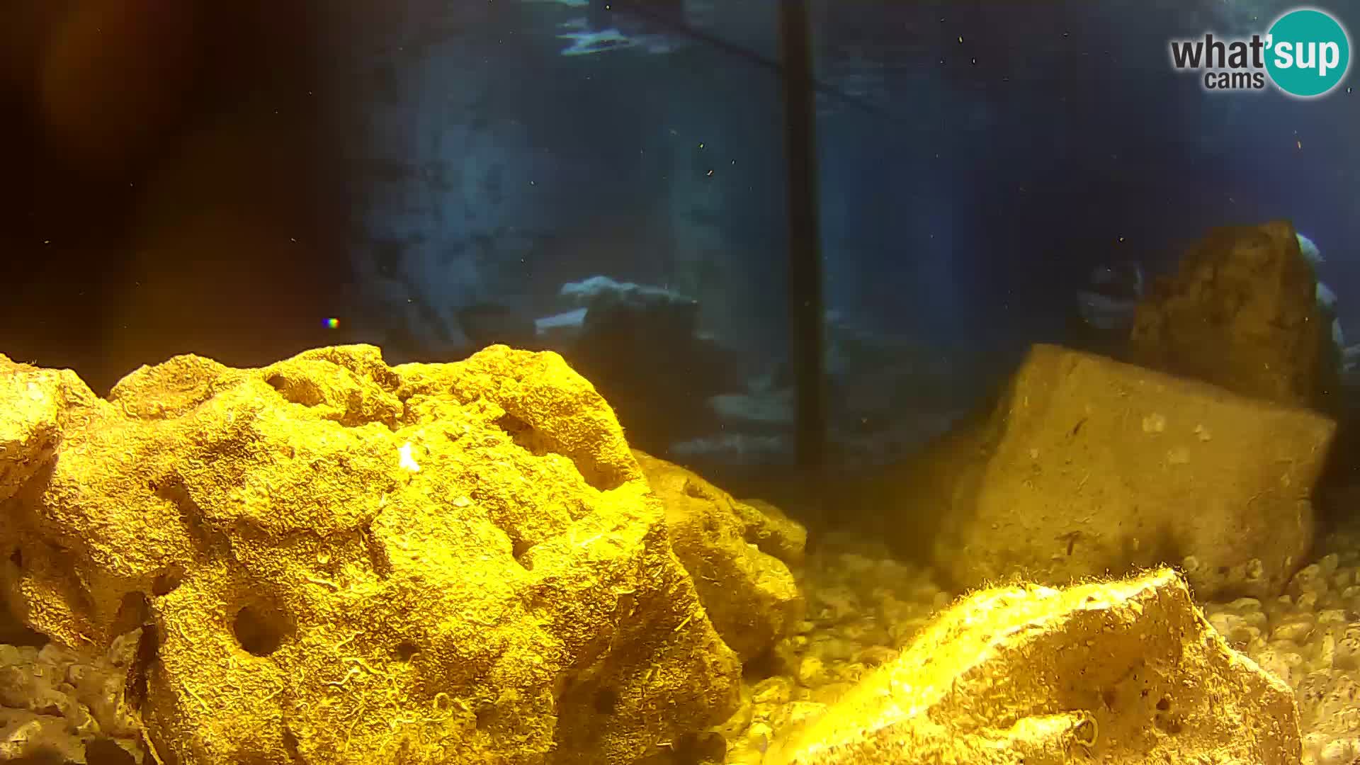 Webcam de l’aquarium marin extérieur de Rogoznica Croatie