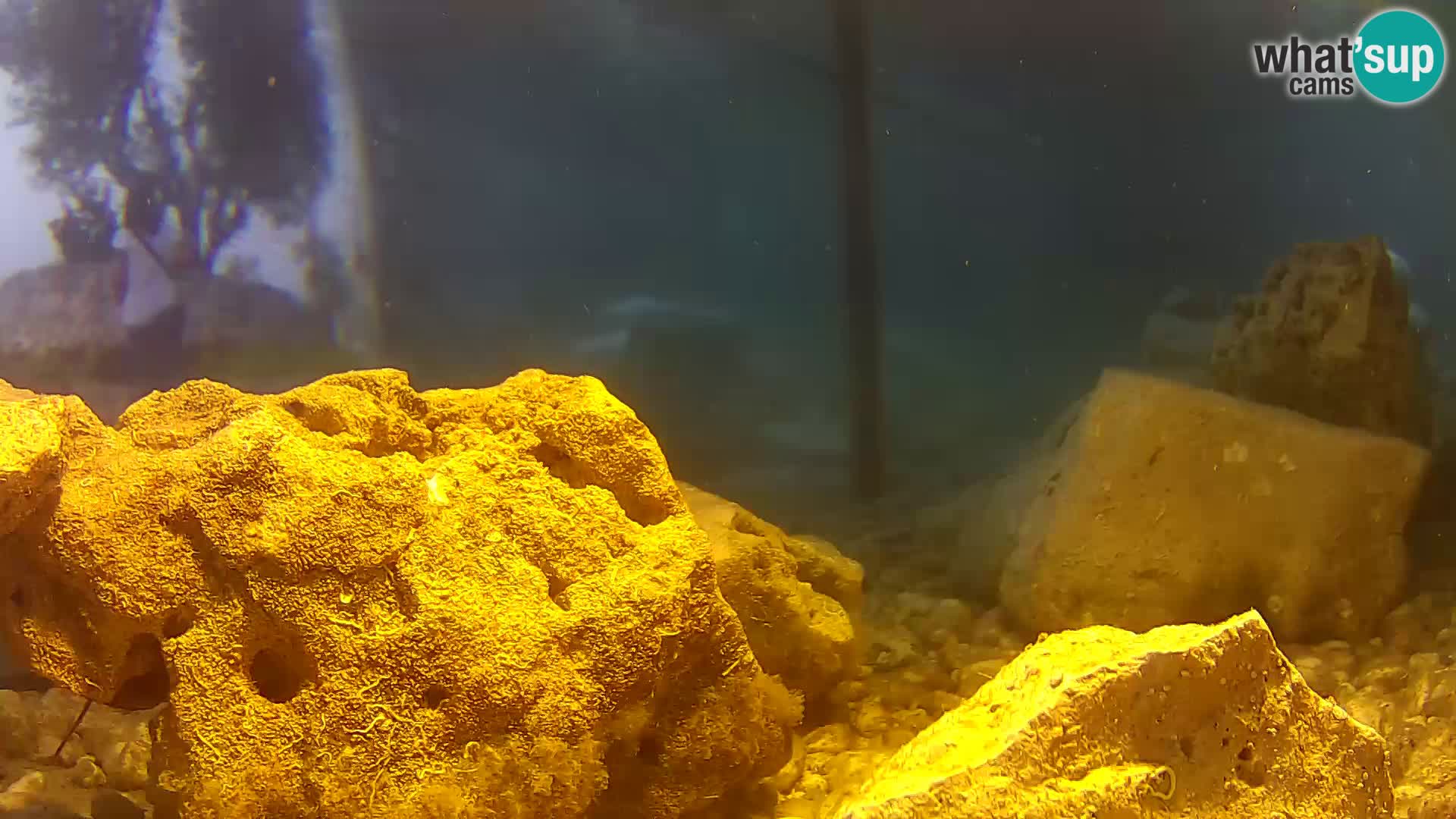 Aquario marino esterno –  Rogoznica livecam Croazia