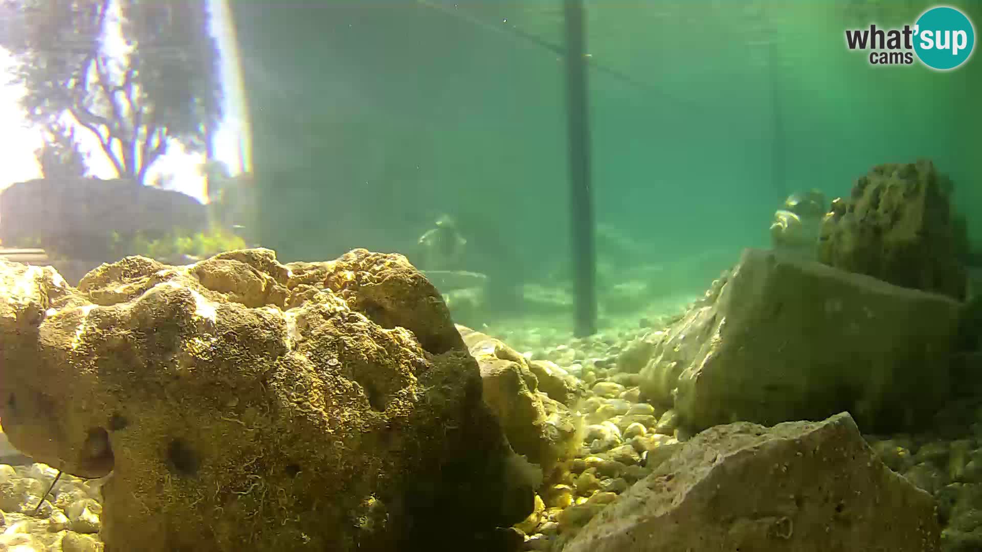 Webcam de l’aquarium marin extérieur de Rogoznica Croatie