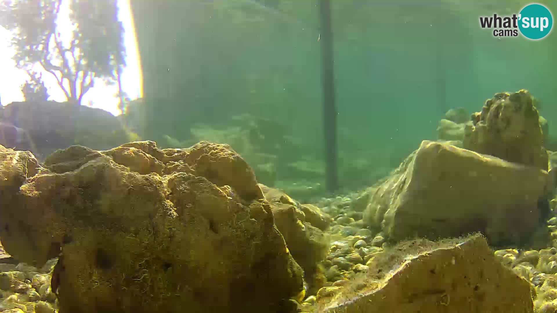 Aquario marino esterno –  Rogoznica livecam Croazia