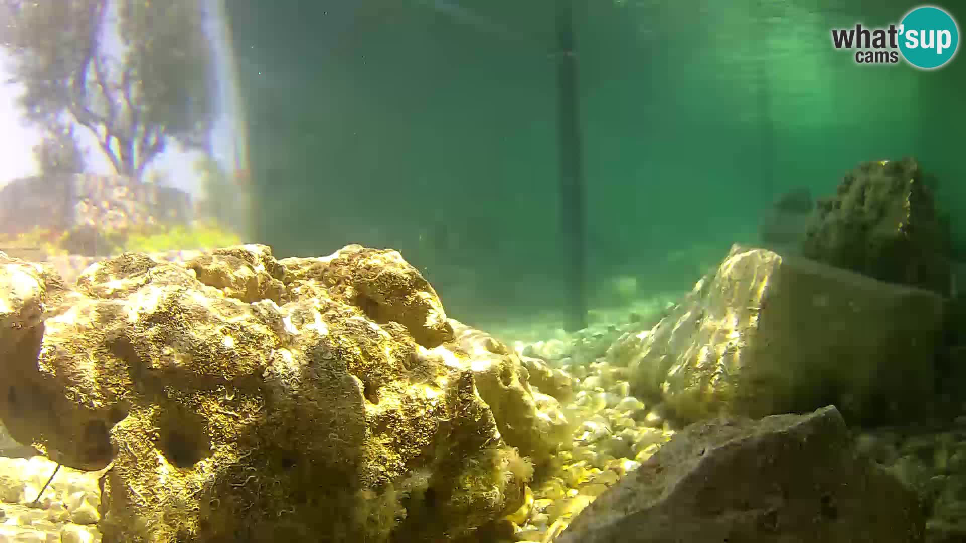 Marine Aquarium im Freien Rogoznica webcam Kroatien