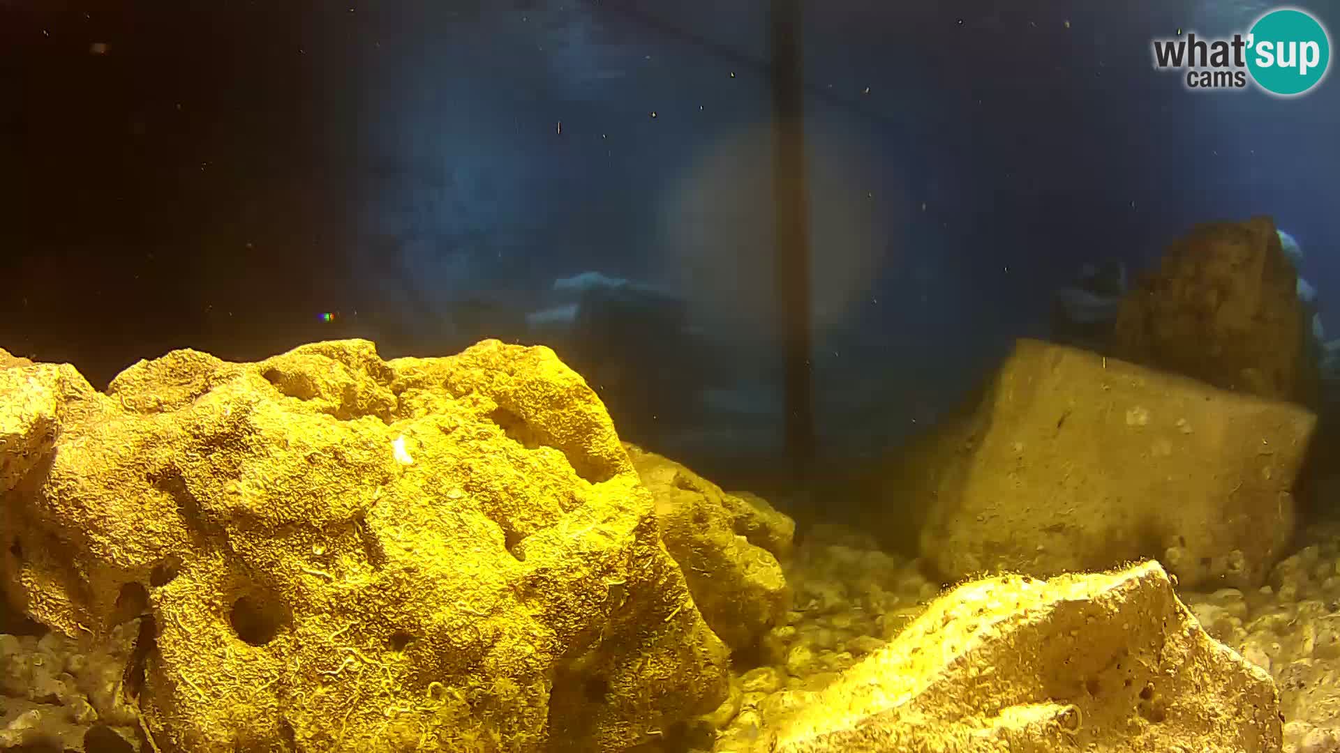 Aquario marino esterno –  Rogoznica livecam Croazia