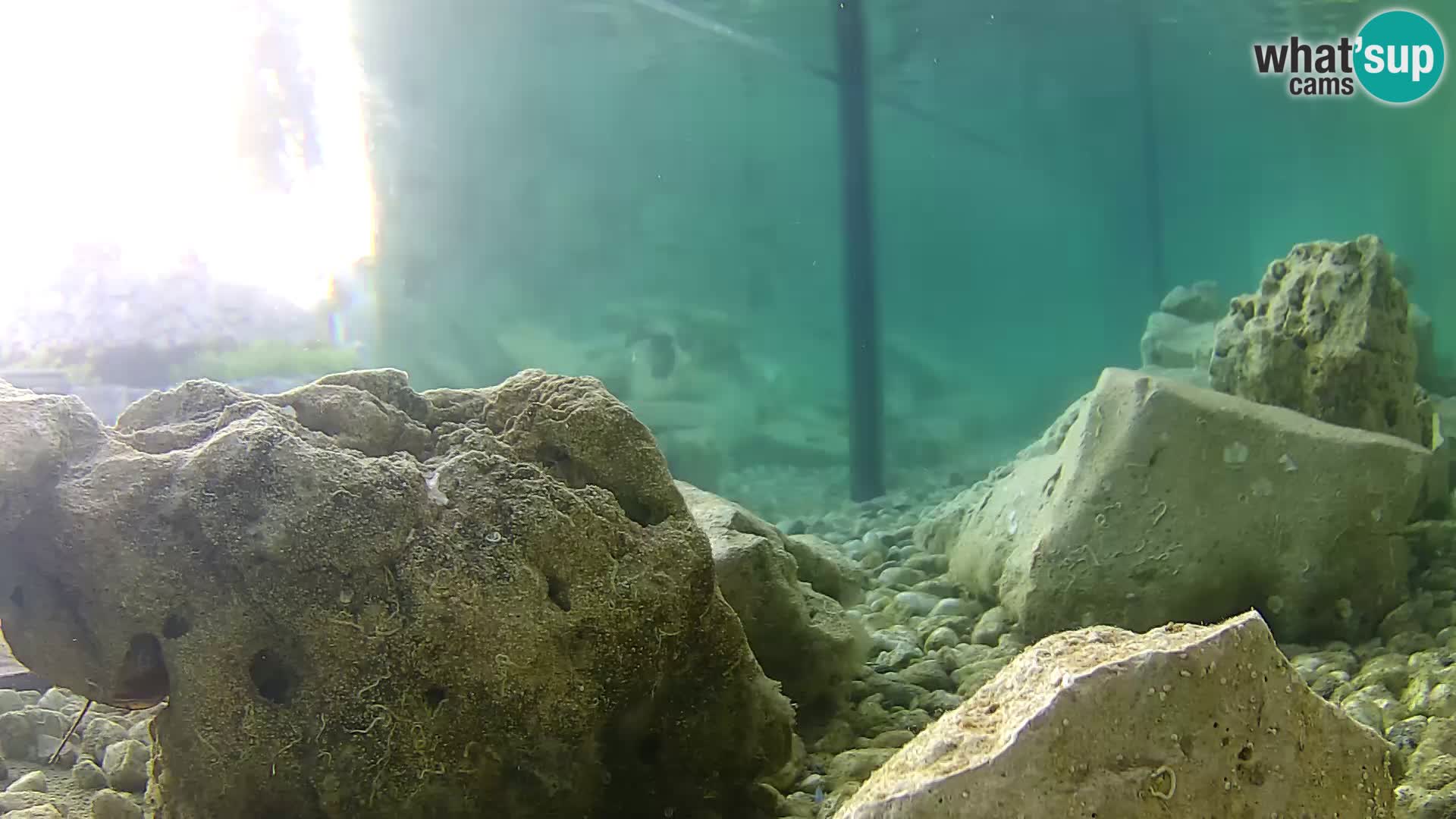 Webcam de l’aquarium marin extérieur de Rogoznica Croatie