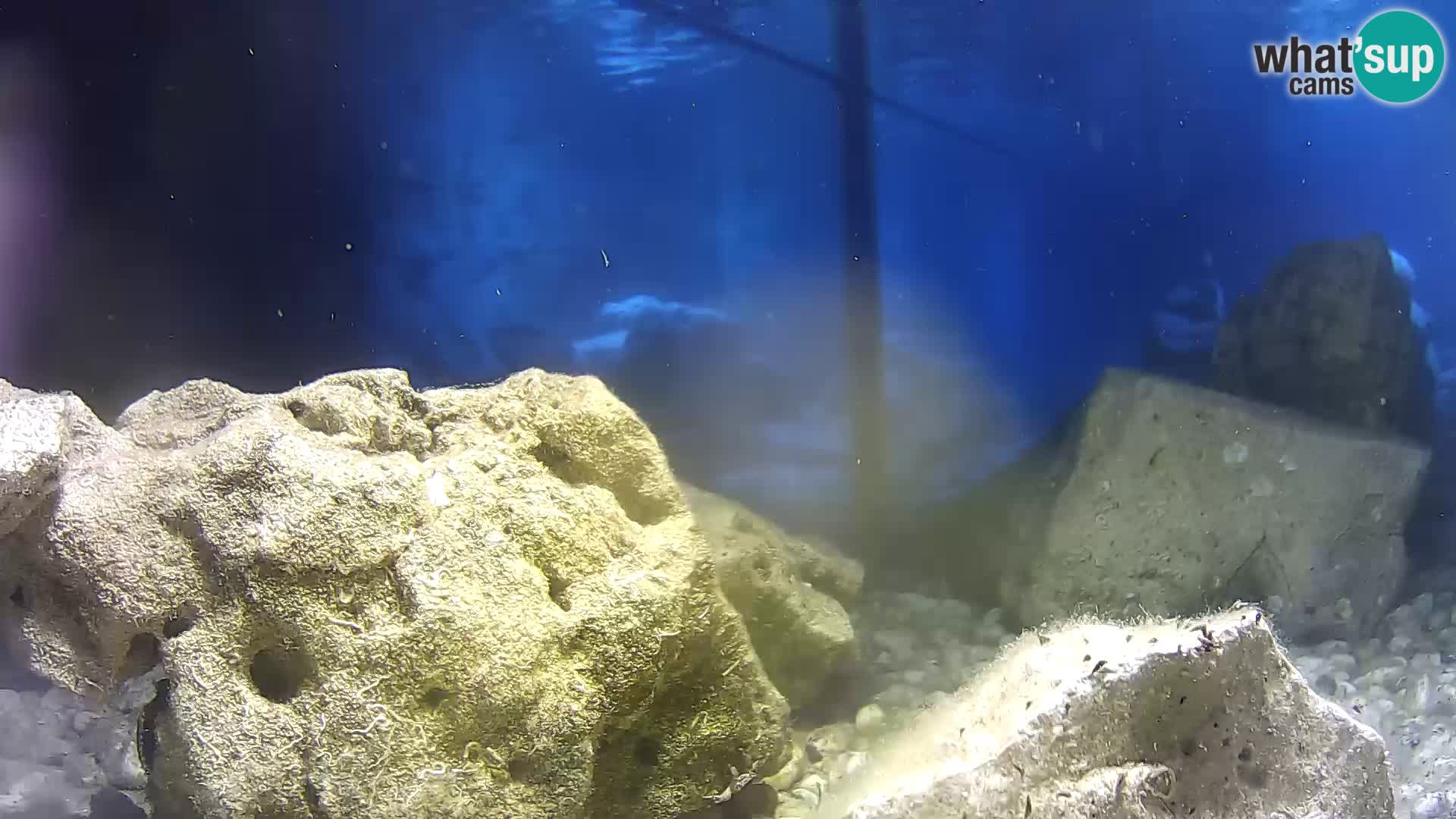 Marine Aquarium im Freien Rogoznica webcam Kroatien