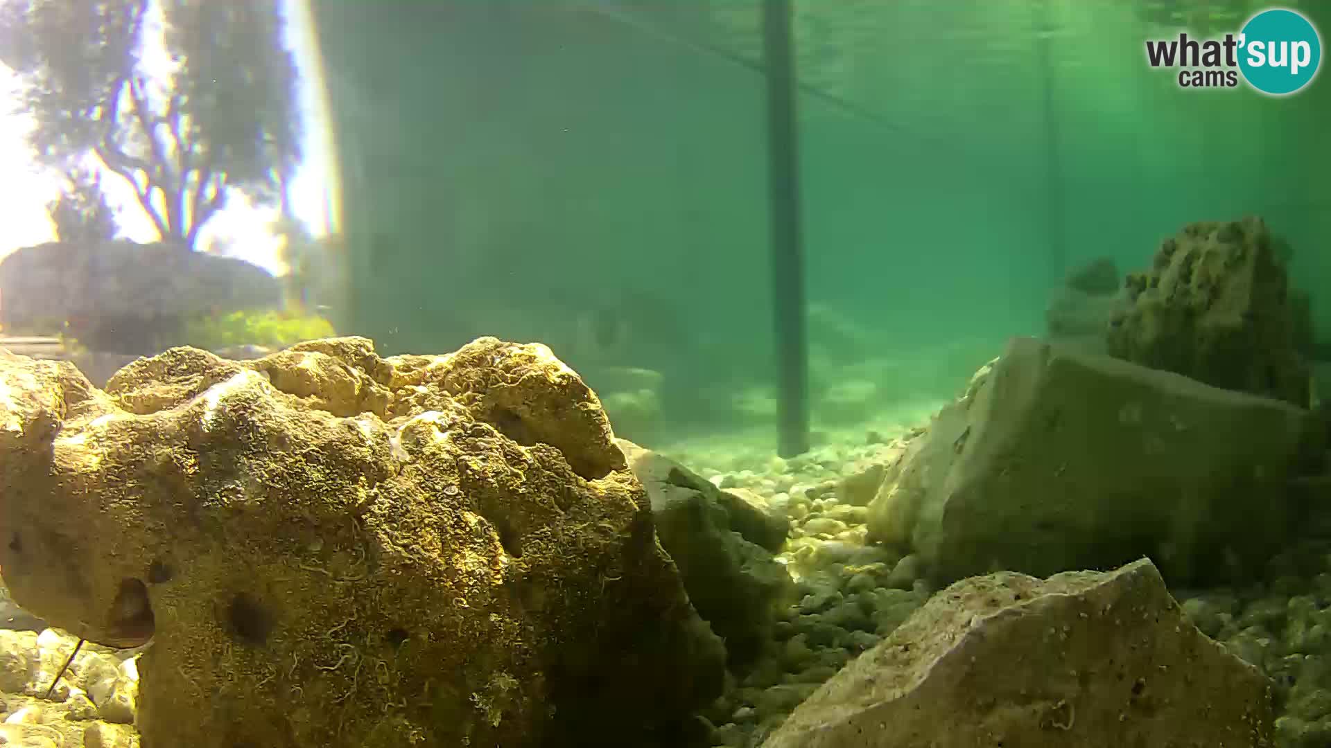 Outdoor Marine Aquarium Rogoznica webcam Croatia