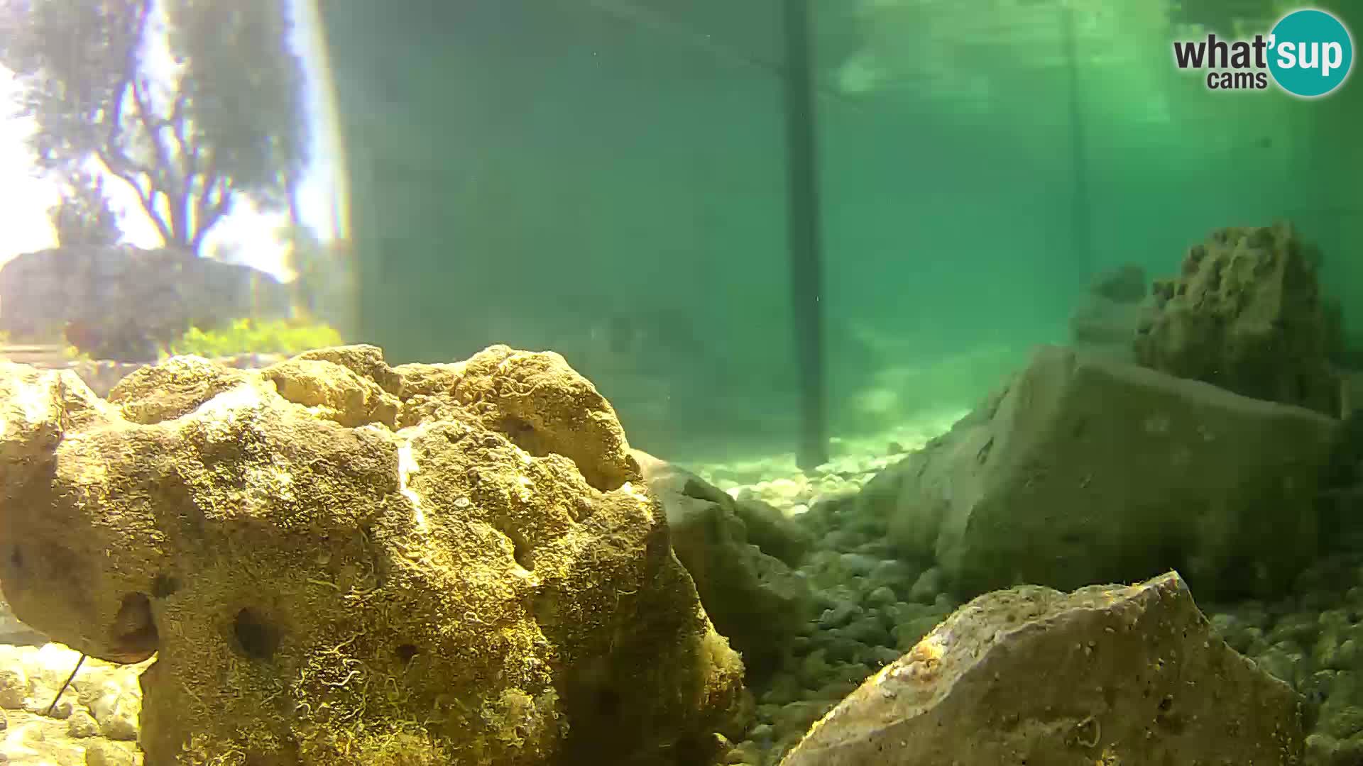 Marine Aquarium im Freien Rogoznica webcam Kroatien