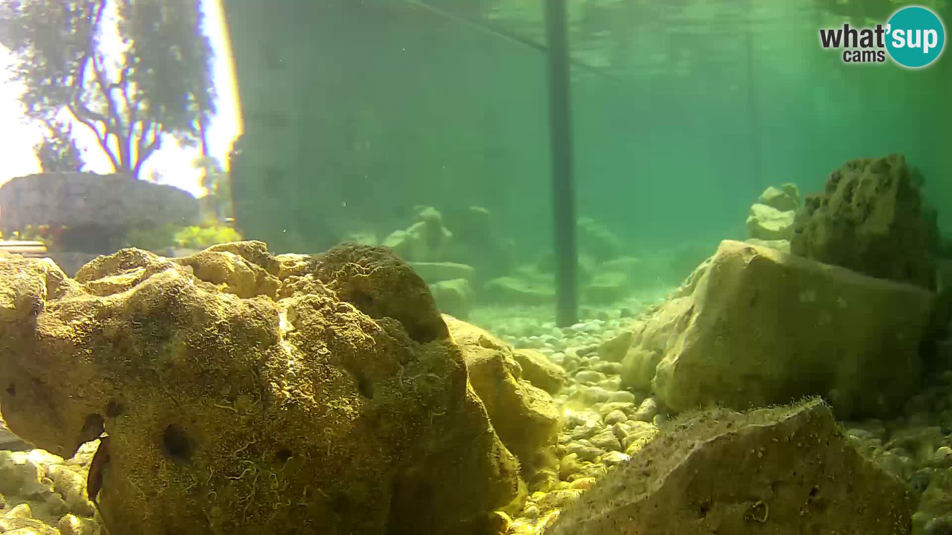Marine Aquarium im Freien Rogoznica webcam Kroatien