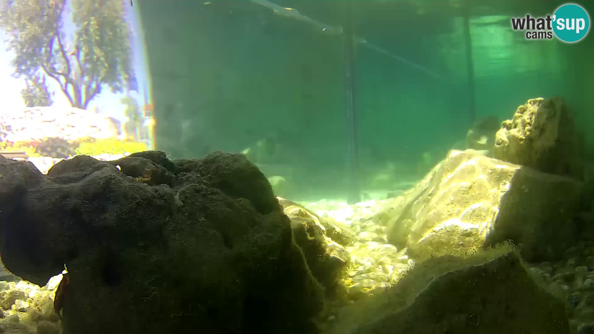 Webcam de l’aquarium marin extérieur de Rogoznica Croatie