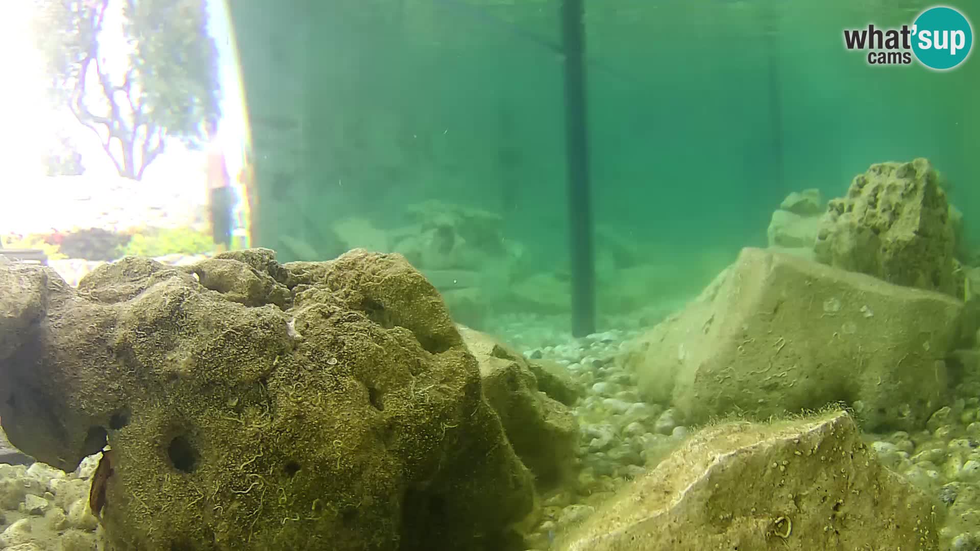 Acuario marino al aire libre Rogoznica webcam Croacia