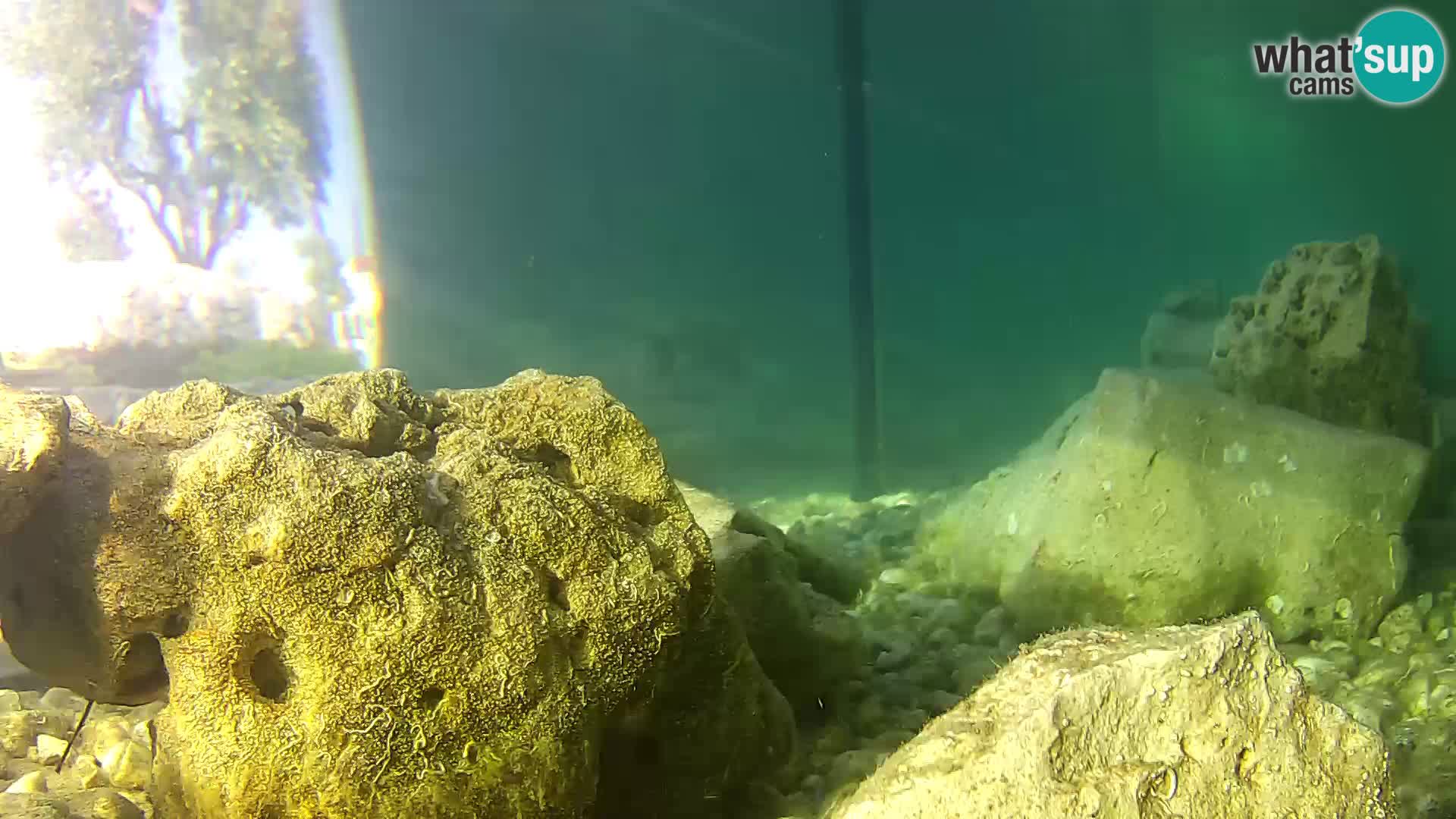 Webcam de l’aquarium marin extérieur de Rogoznica Croatie