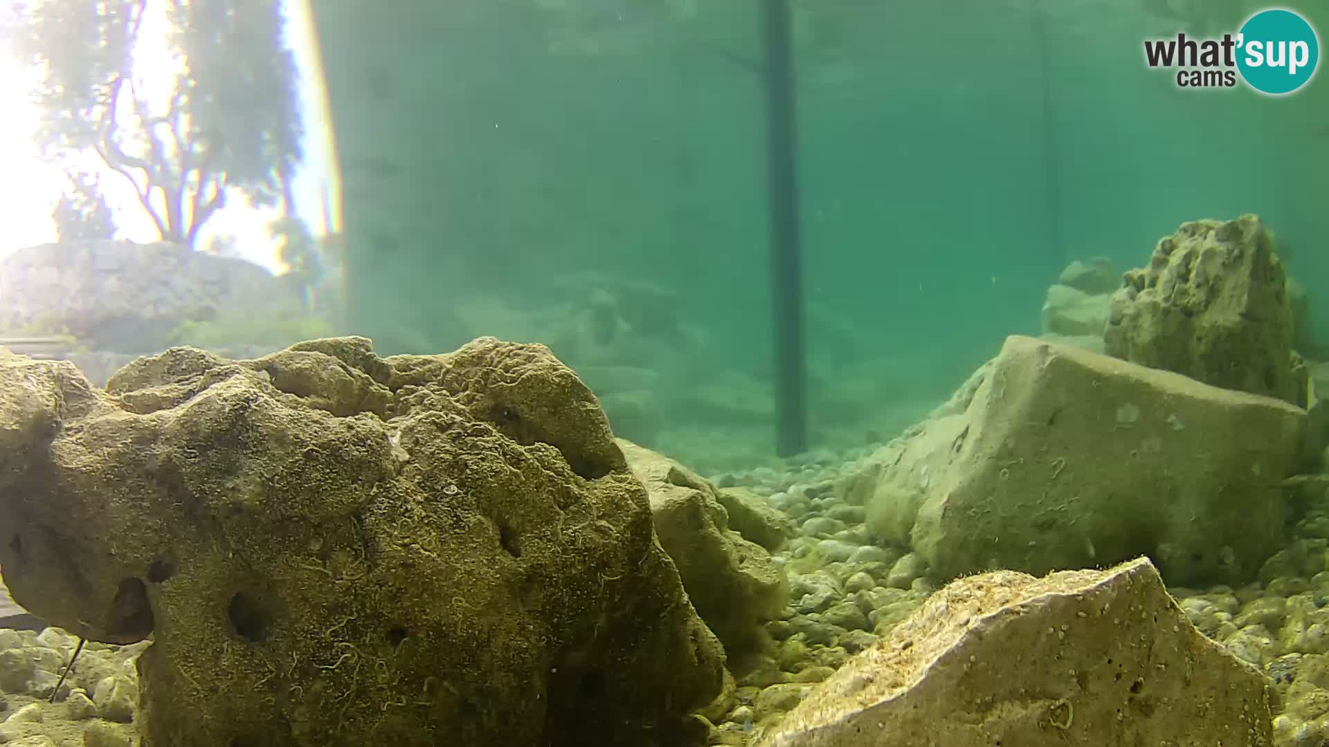 Acuario marino al aire libre Rogoznica webcam Croacia