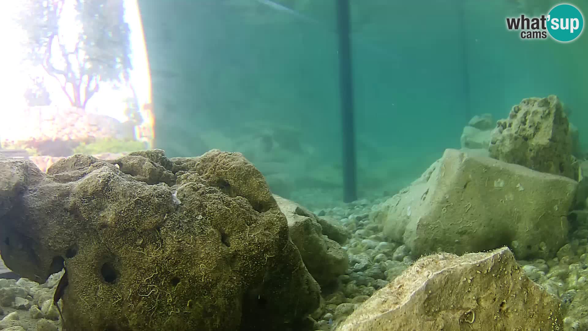 Webcam de l’aquarium marin extérieur de Rogoznica Croatie