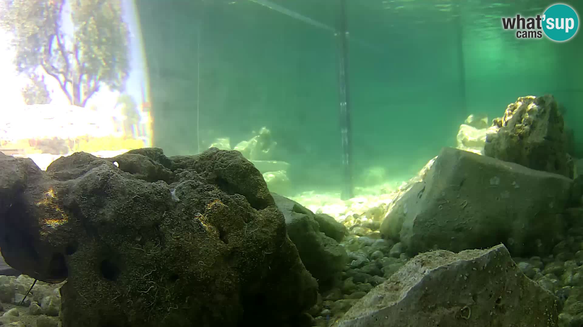 Outdoor Marine Aquarium Rogoznica webcam Croatia
