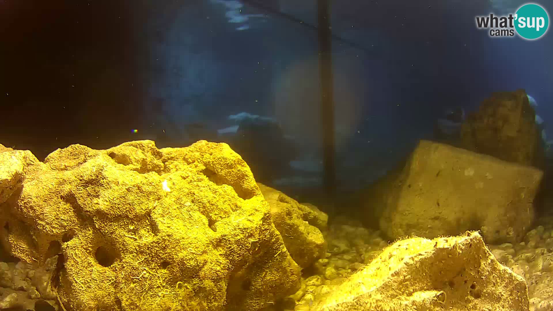 Webcam de l’aquarium marin extérieur de Rogoznica Croatie