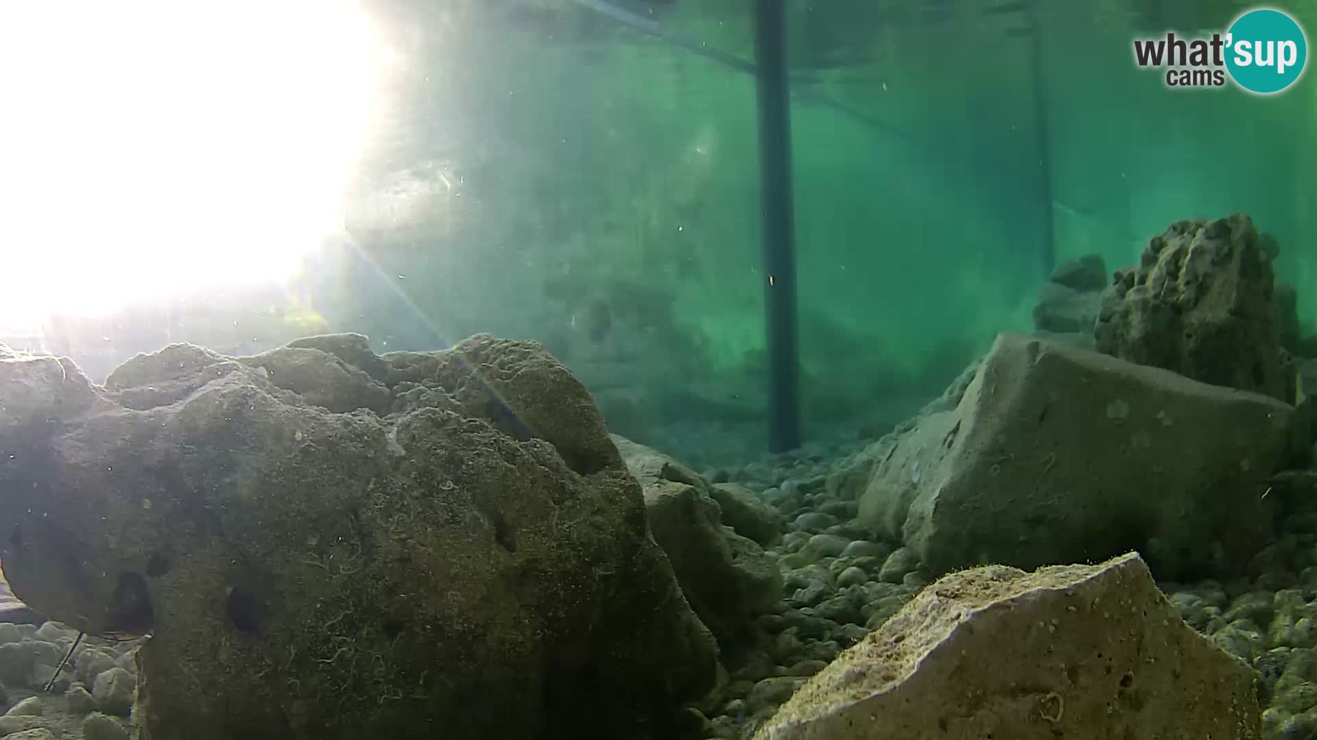 Aquario marino esterno –  Rogoznica livecam Croazia