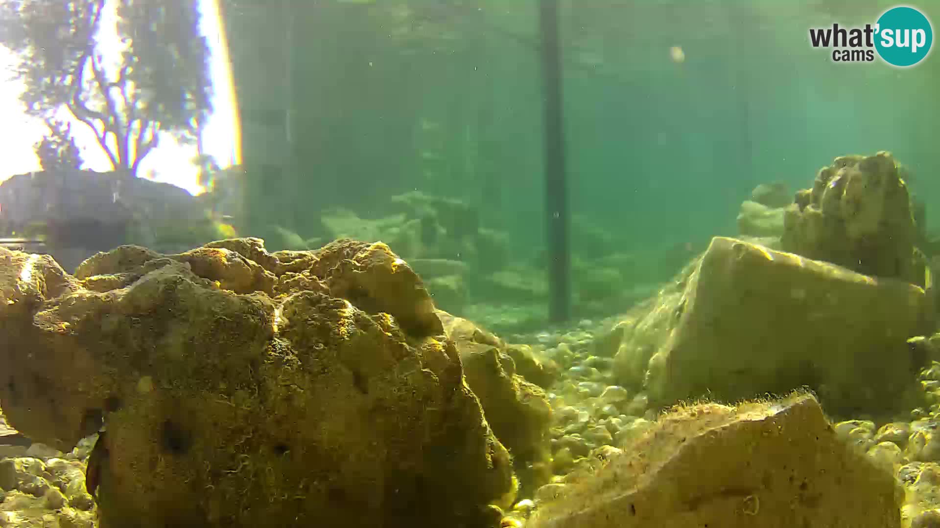 Webcam de l’aquarium marin extérieur de Rogoznica Croatie