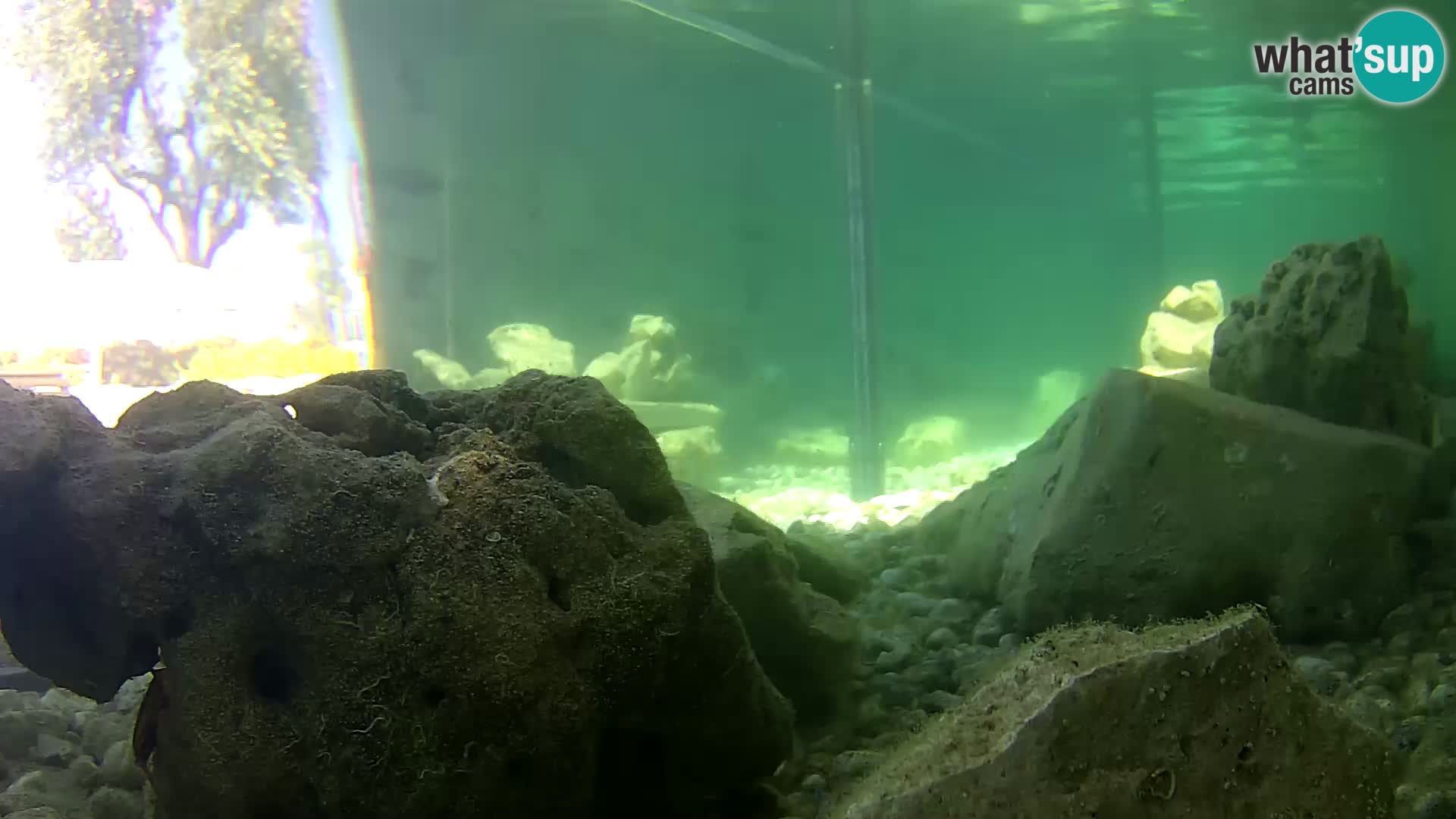 Acuario marino al aire libre Rogoznica webcam Croacia