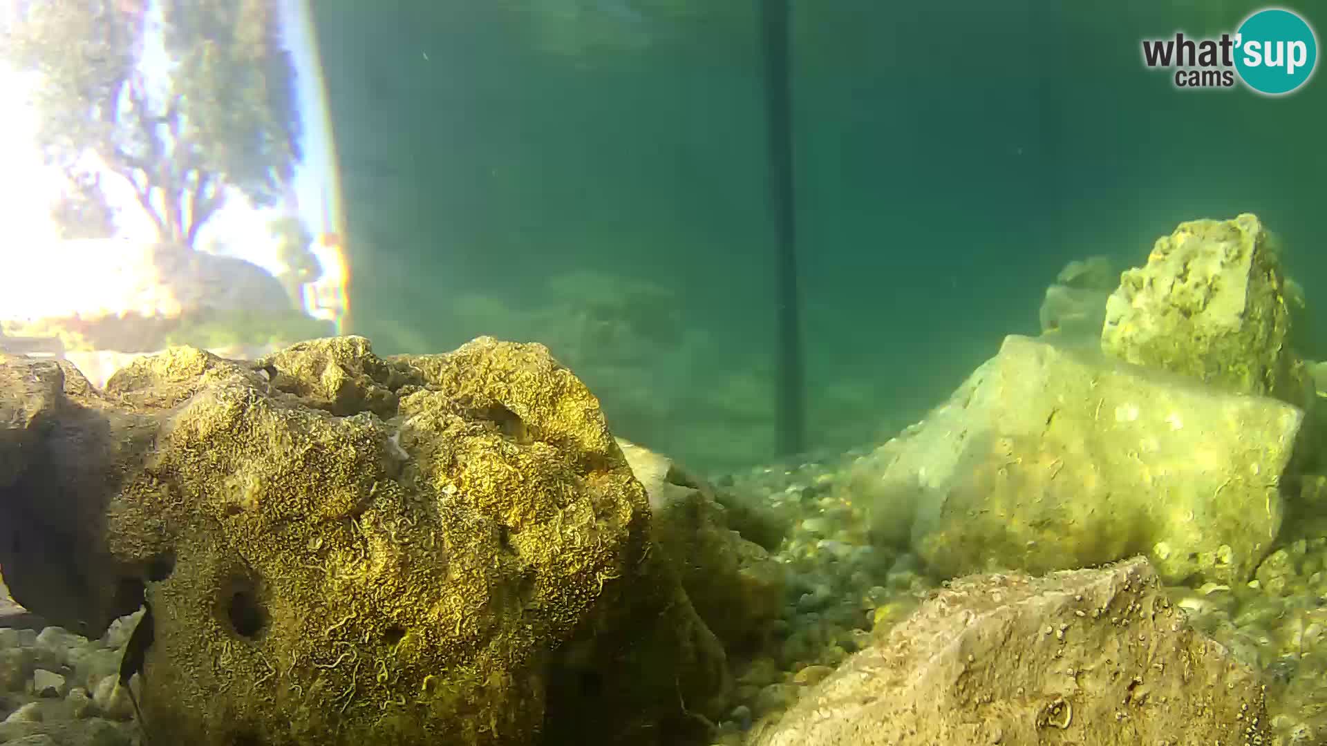 Zunanji morski akvarij Rogoznica spletna kamera Hrvaška