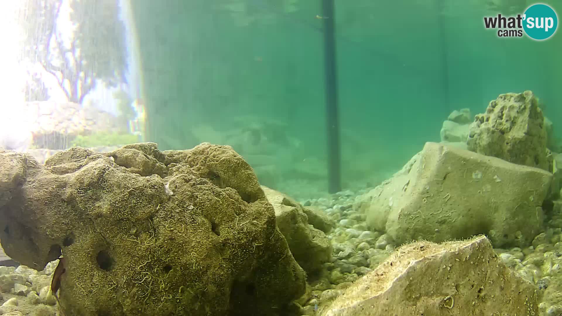 Marine Aquarium im Freien Rogoznica webcam Kroatien