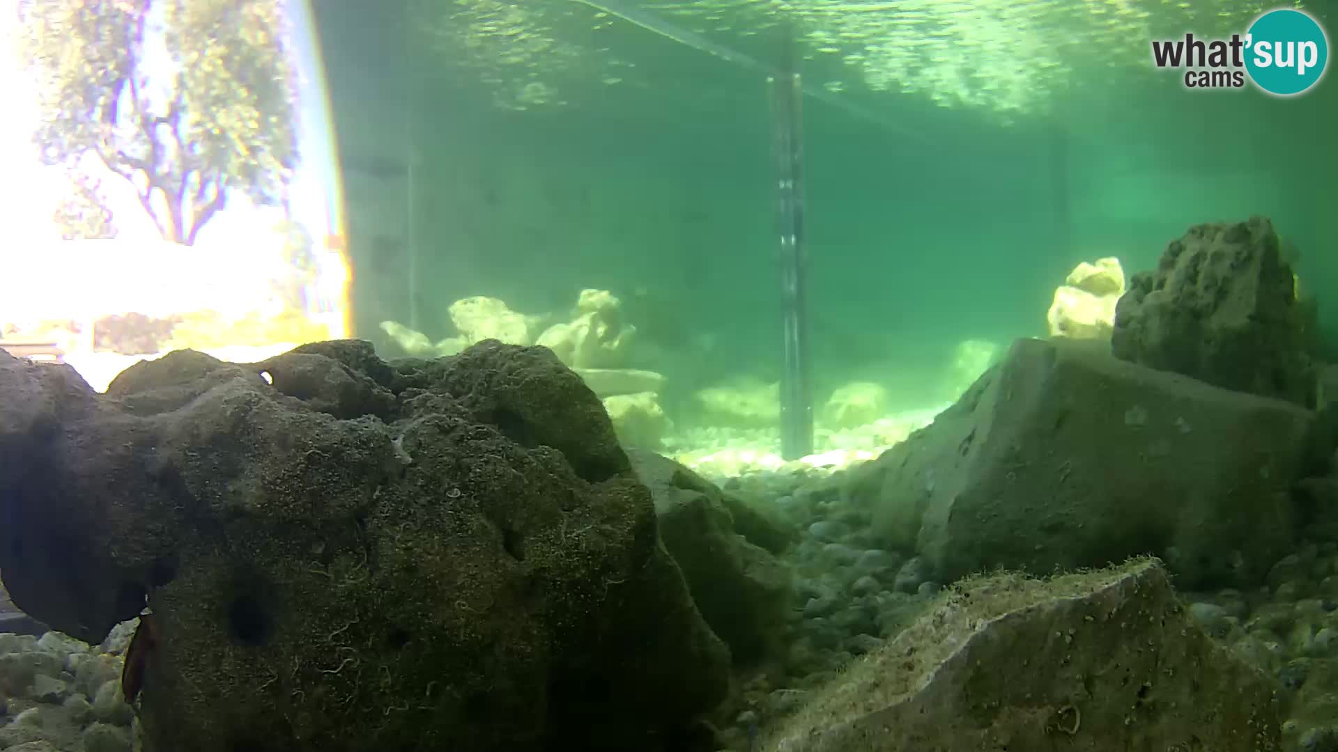 Outdoor Marine Aquarium Rogoznica webcam Croatia