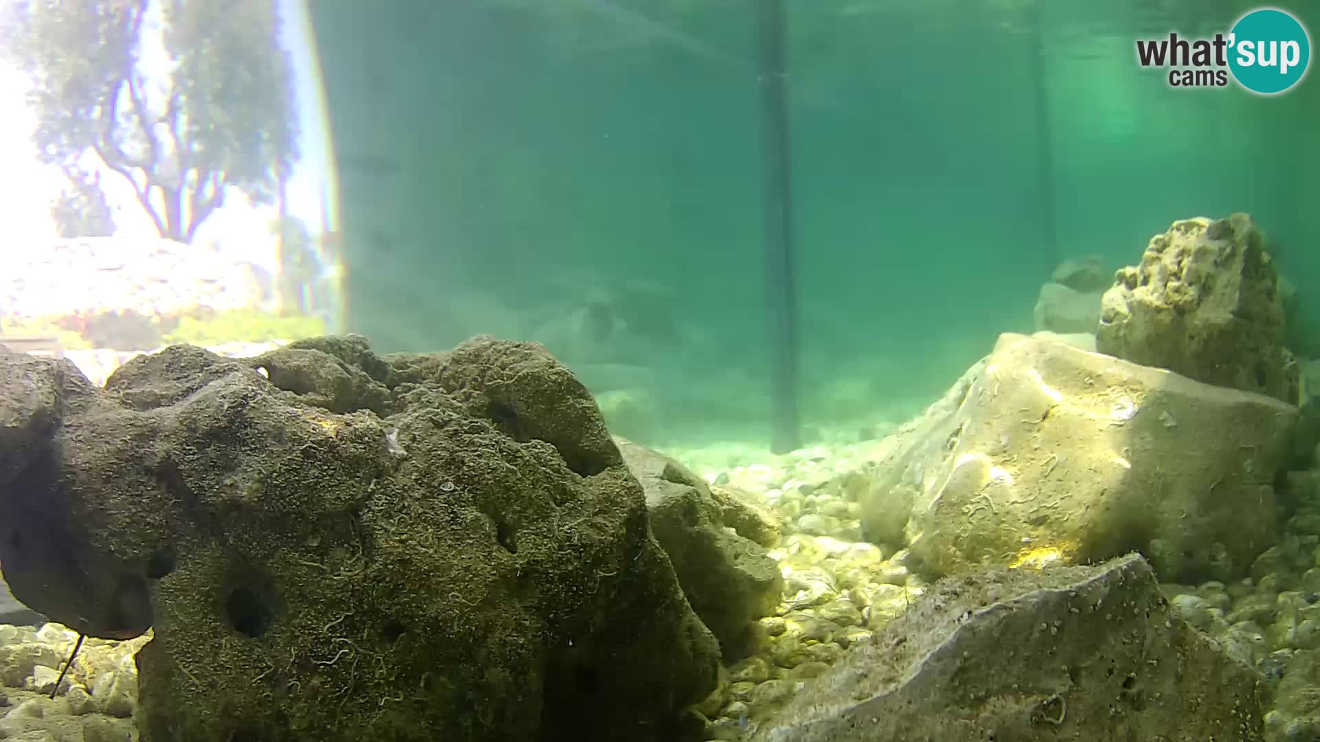 Outdoor Marine Aquarium Rogoznica webcam Croatia