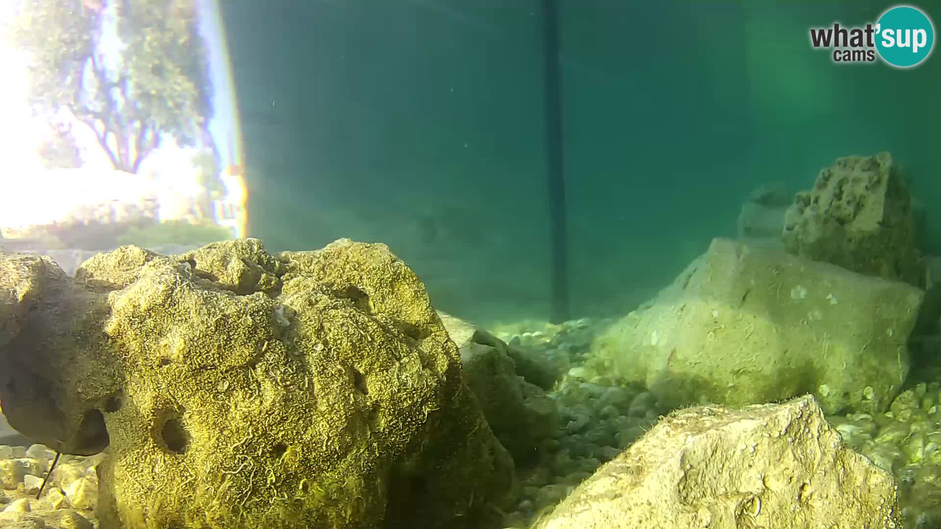 Aquario marino esterno –  Rogoznica livecam Croazia