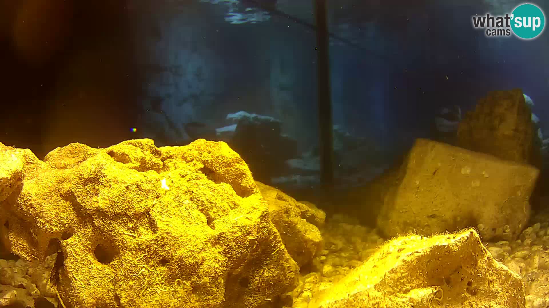 Aquario marino esterno –  Rogoznica livecam Croazia