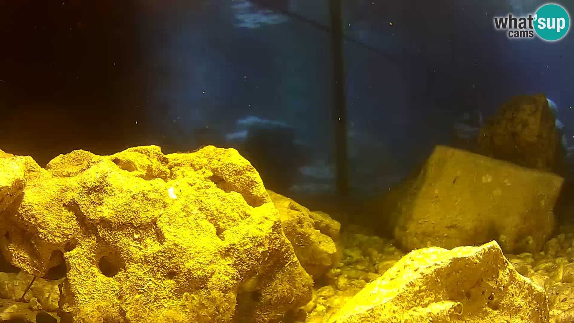 Aquario marino esterno – Rogoznica livecam Croazia